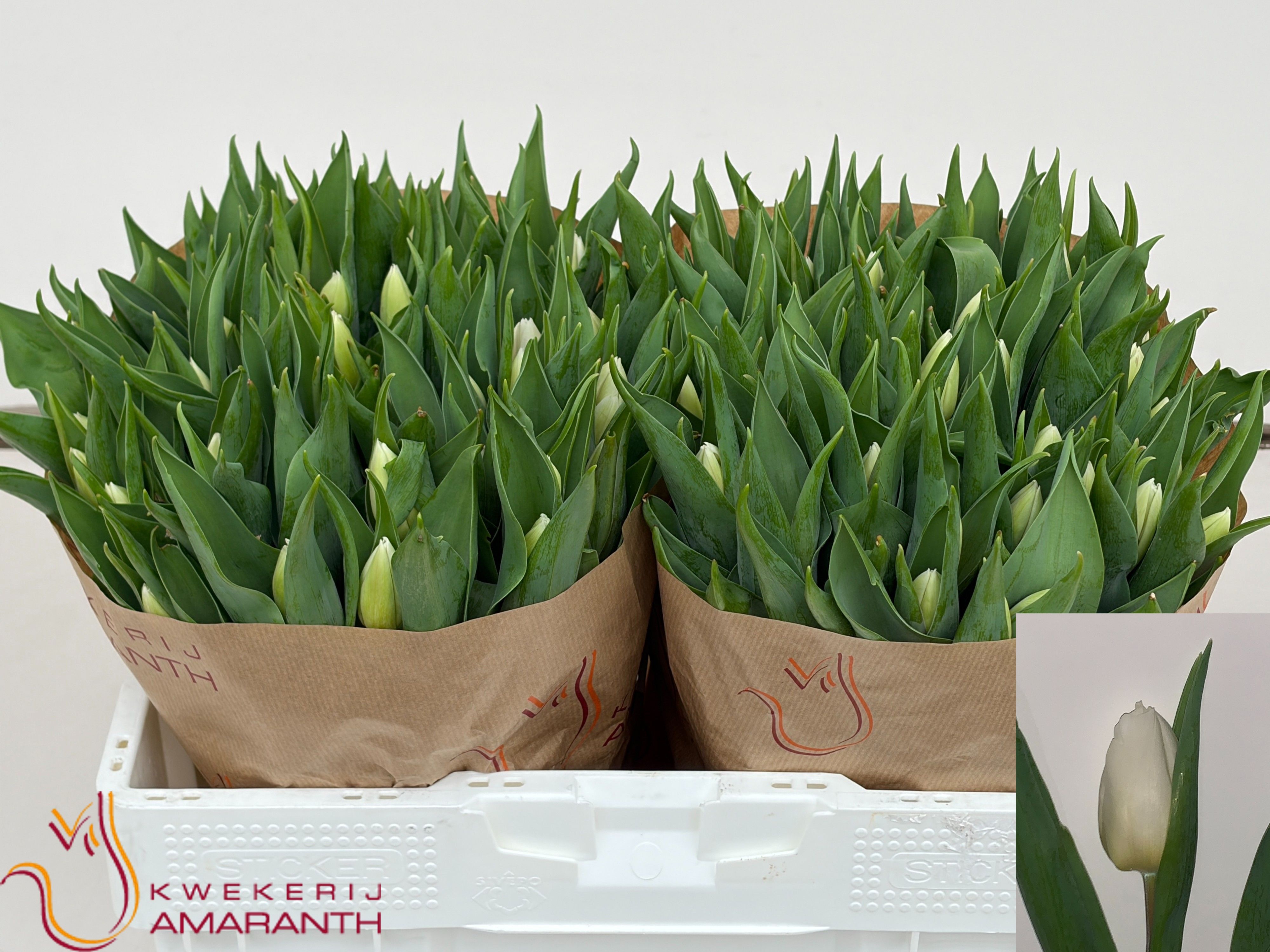 Tulipa White Prince 35cm 28gram
