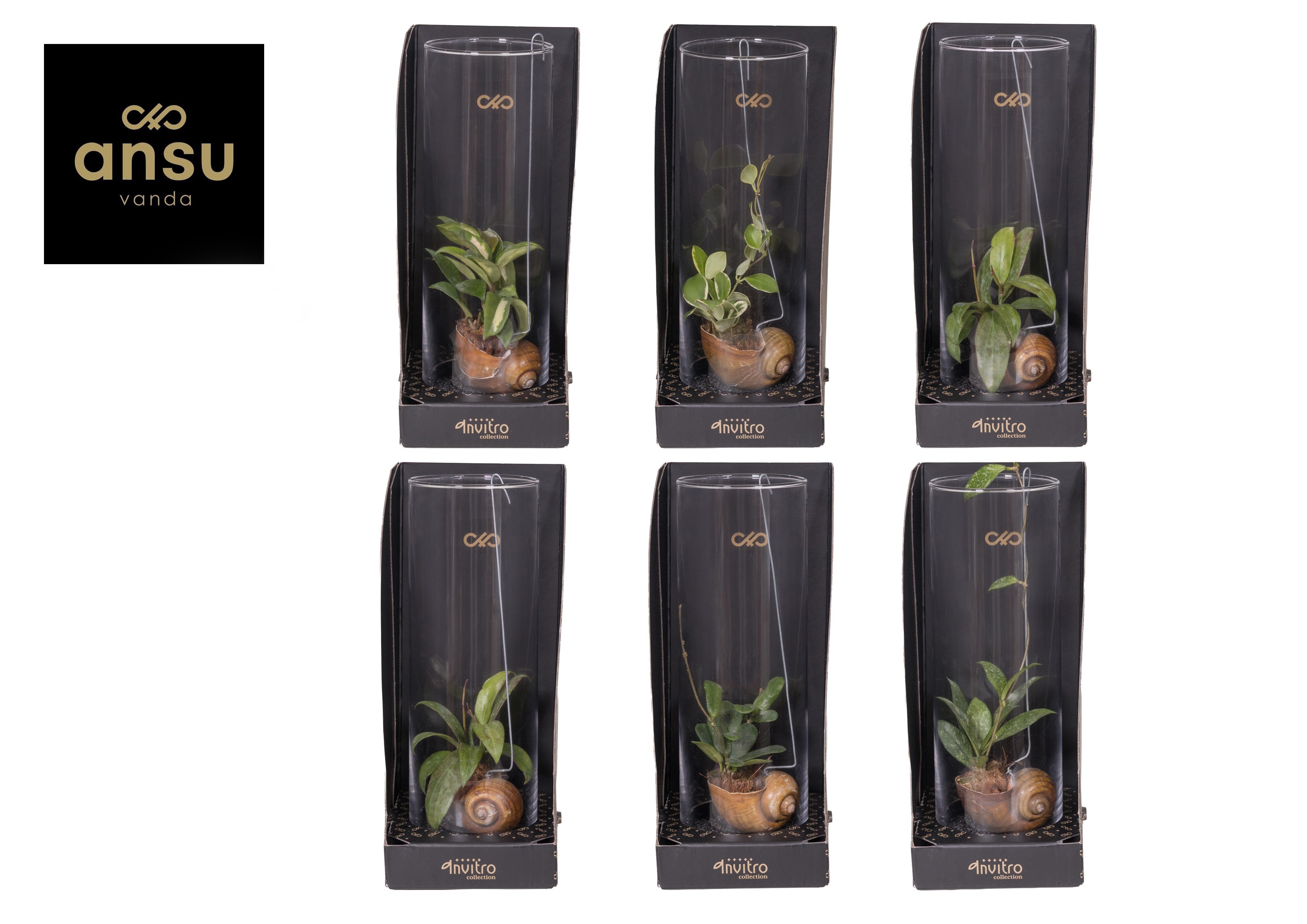 Hoya Invitro Collection - Hoya Mix