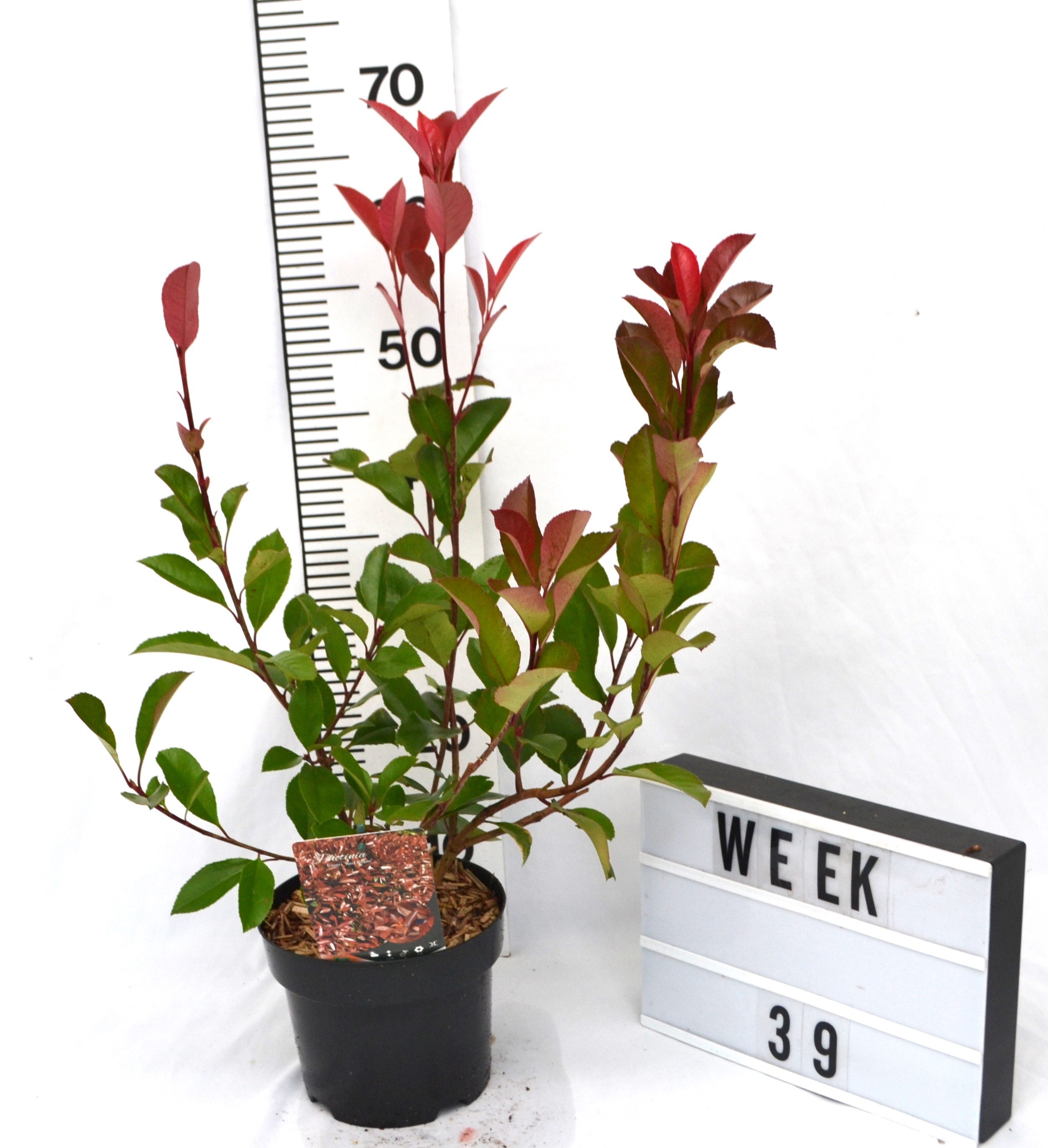Photinia fraseri 'Red Robin'