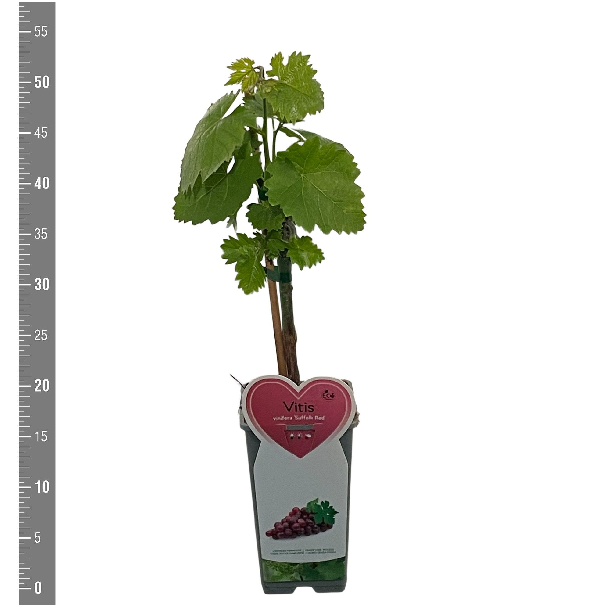 Vitis Kleinfruit Vitis vin. 'Suffolk Red' 2 liter (druif rood veredeld)
