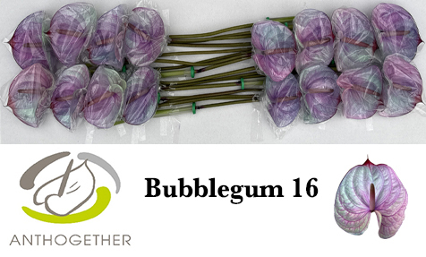 Anth A Klb 'bubblegum' H% 16