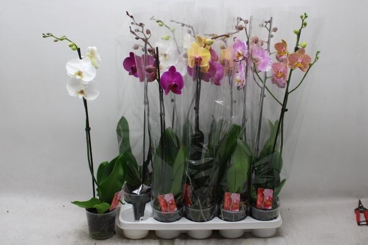 Phalaenopsis Asst 12Ø 70cm