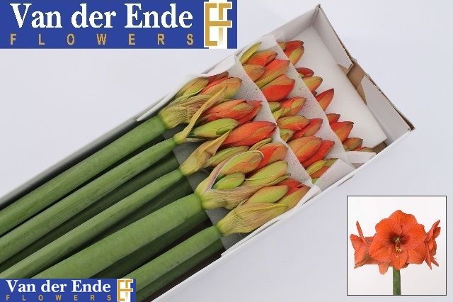 Hippeastrum Naranja 4bl