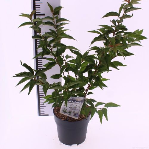 Prunus incisa 'Brillant' p17 Snepv