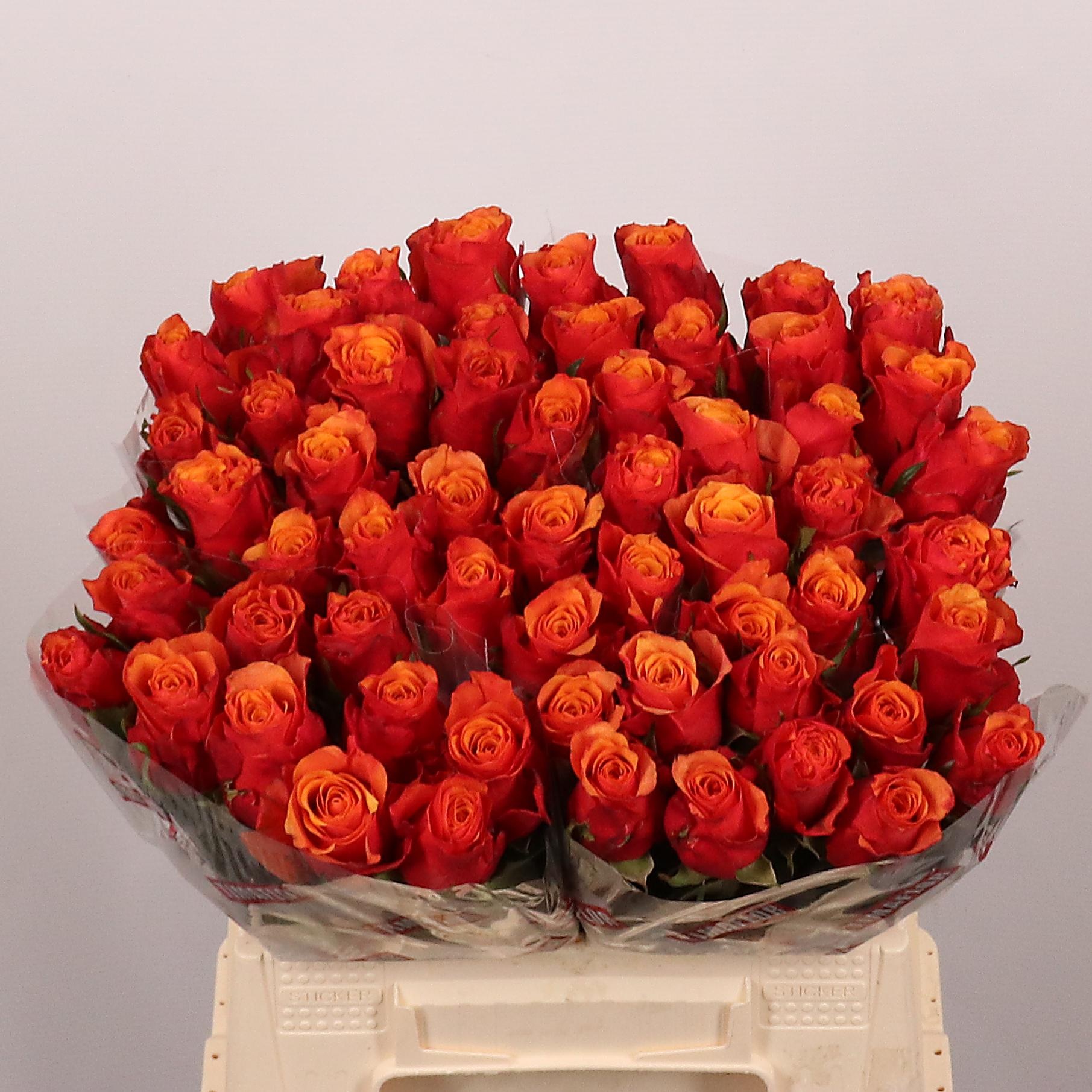 Rosa Espana 40cm
