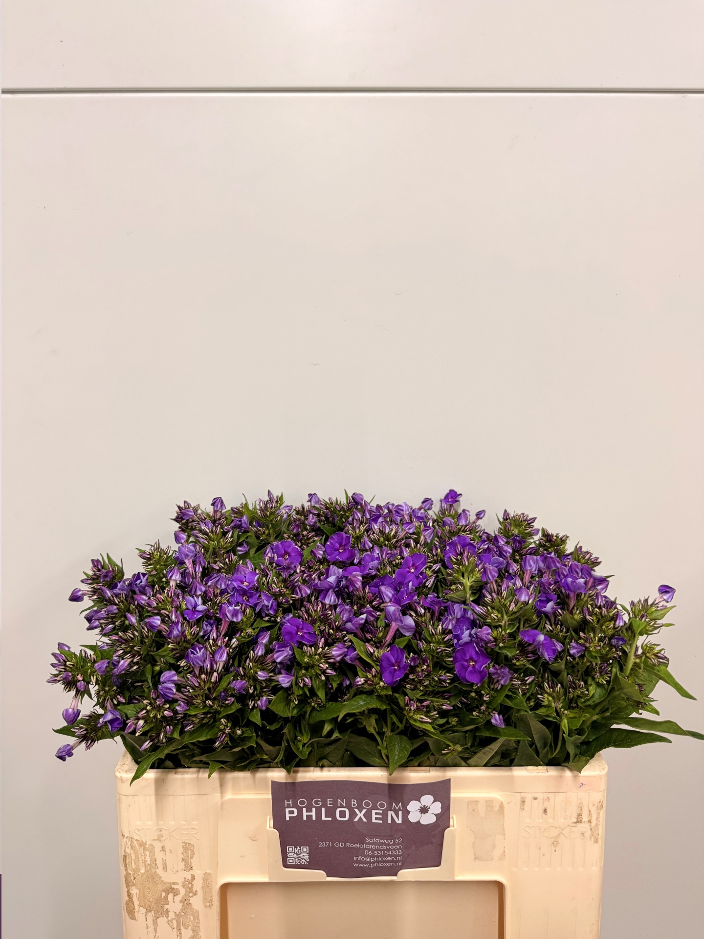 Phlox Crissy 50cm