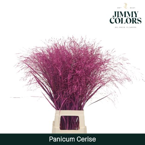 Panicum L90 Cerise