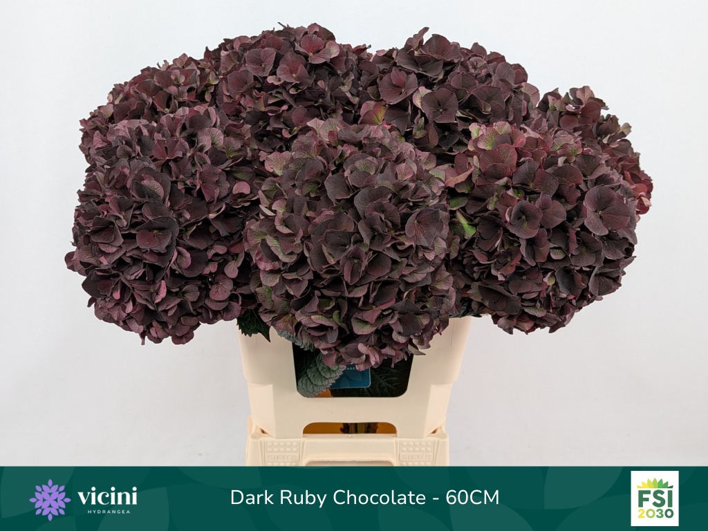 Hydrangea Dark Ruby Classic 60cm 19Ø