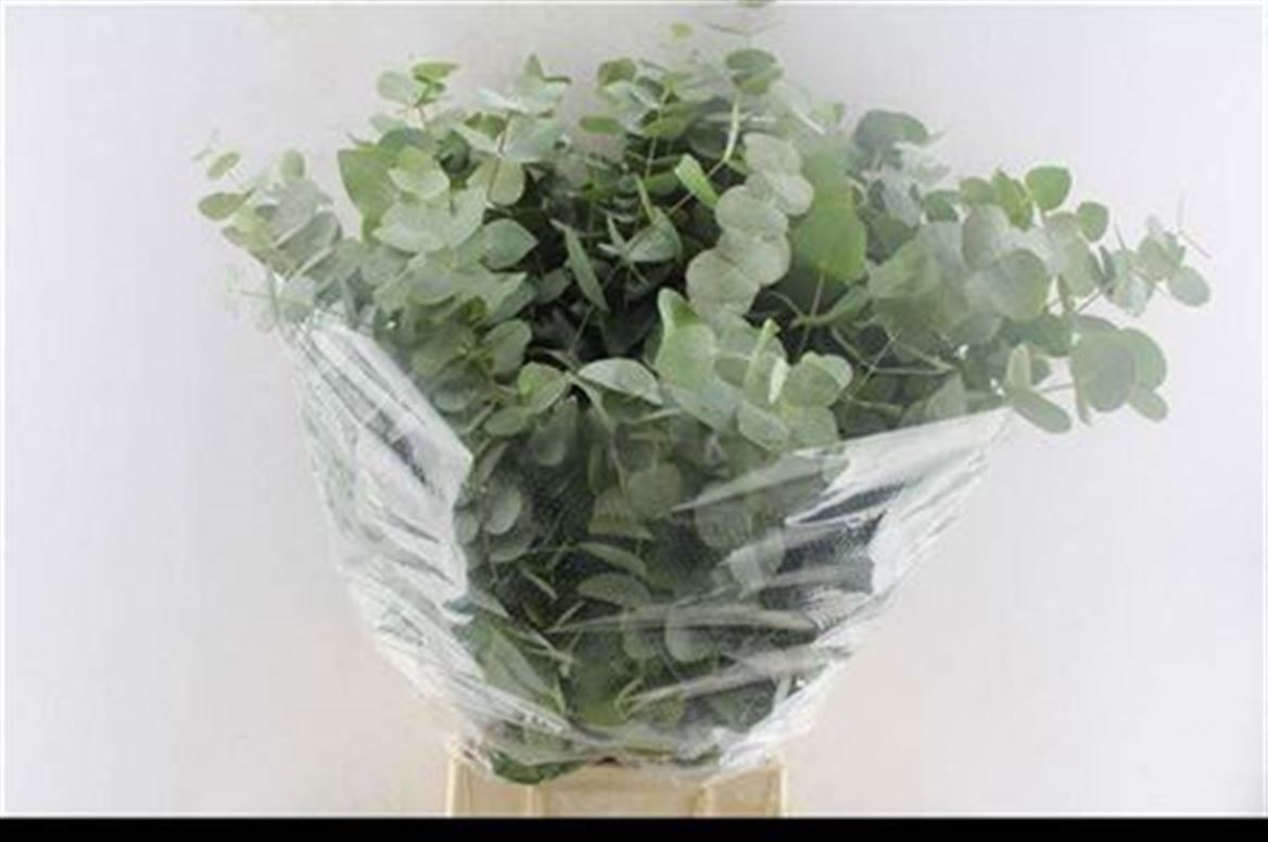 Euc Cinerea Per Bos 70L.cm 300gram