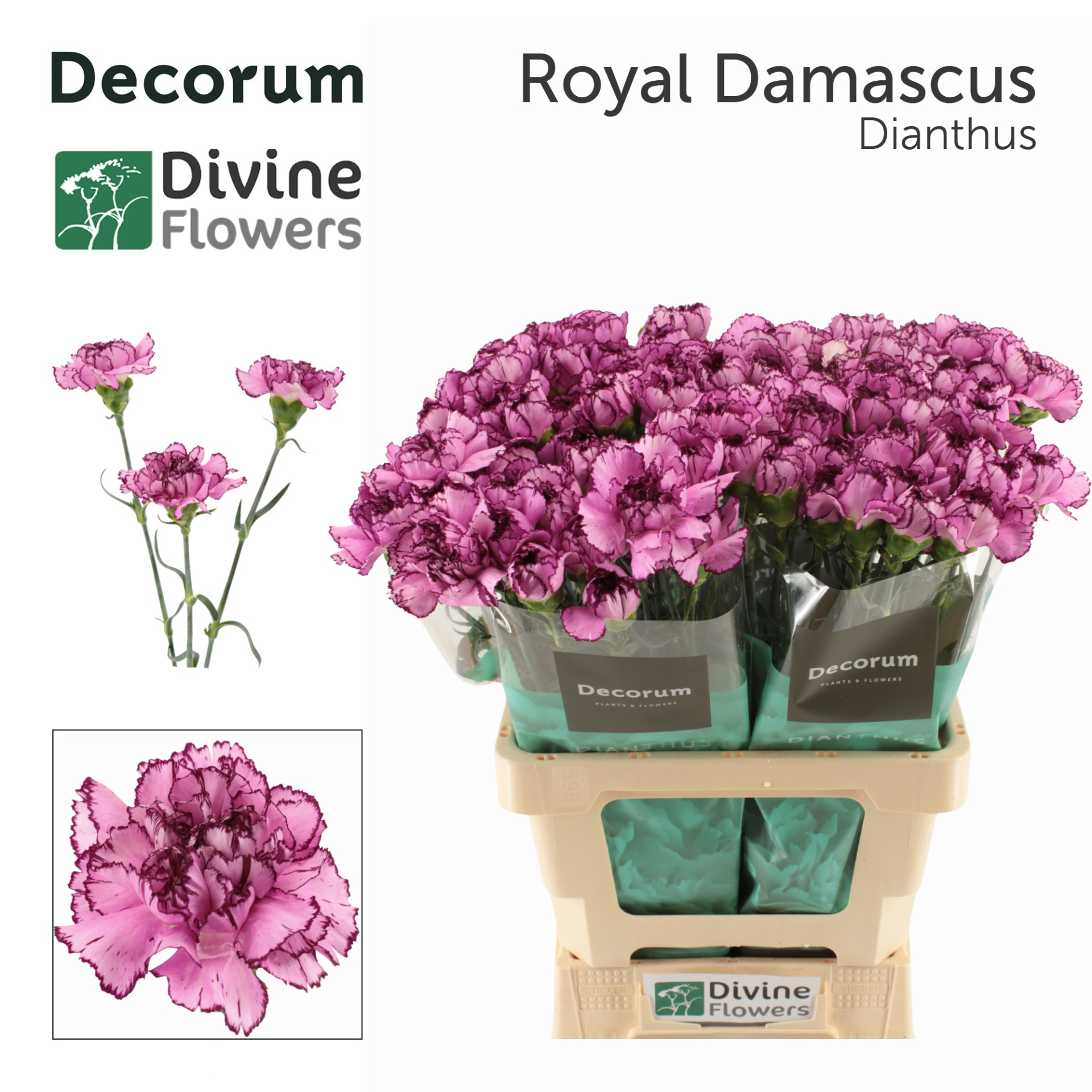 Dianthus St Royal Damascus 60cm