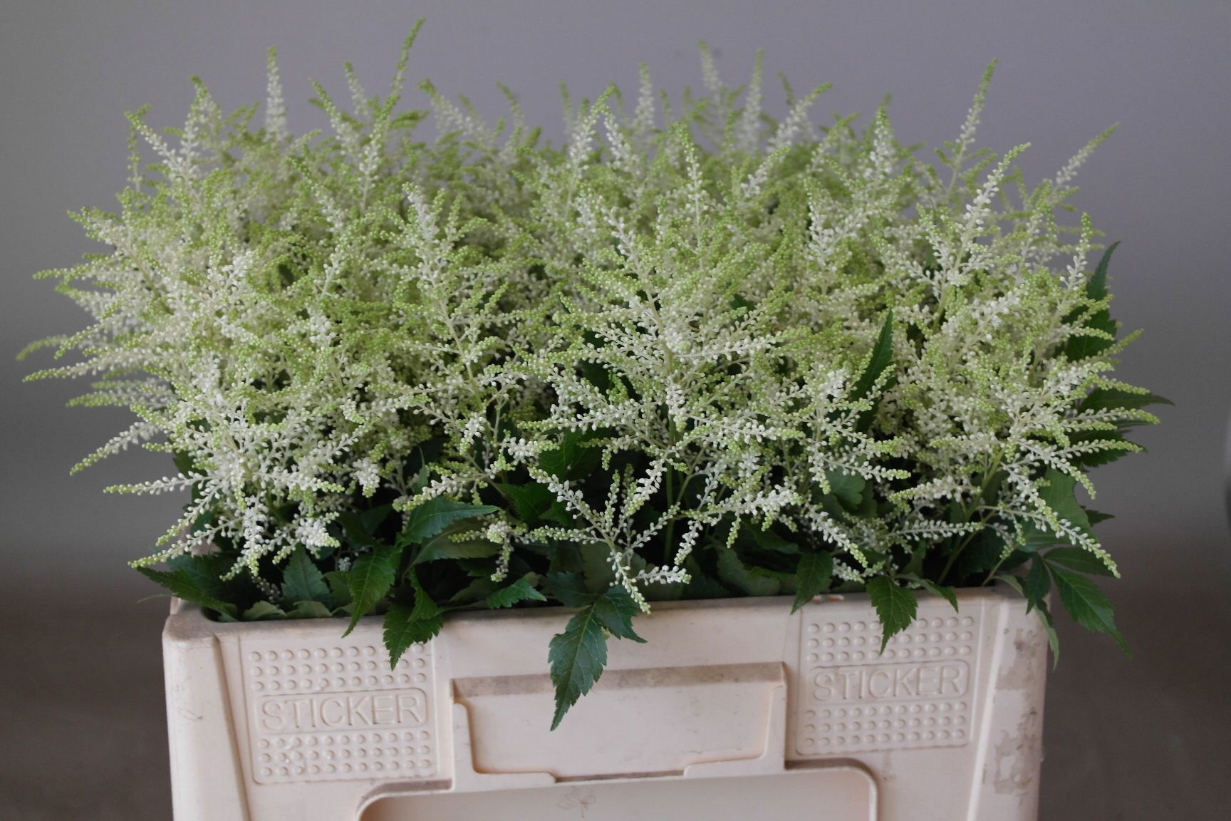 Astilbe Washington 50cm