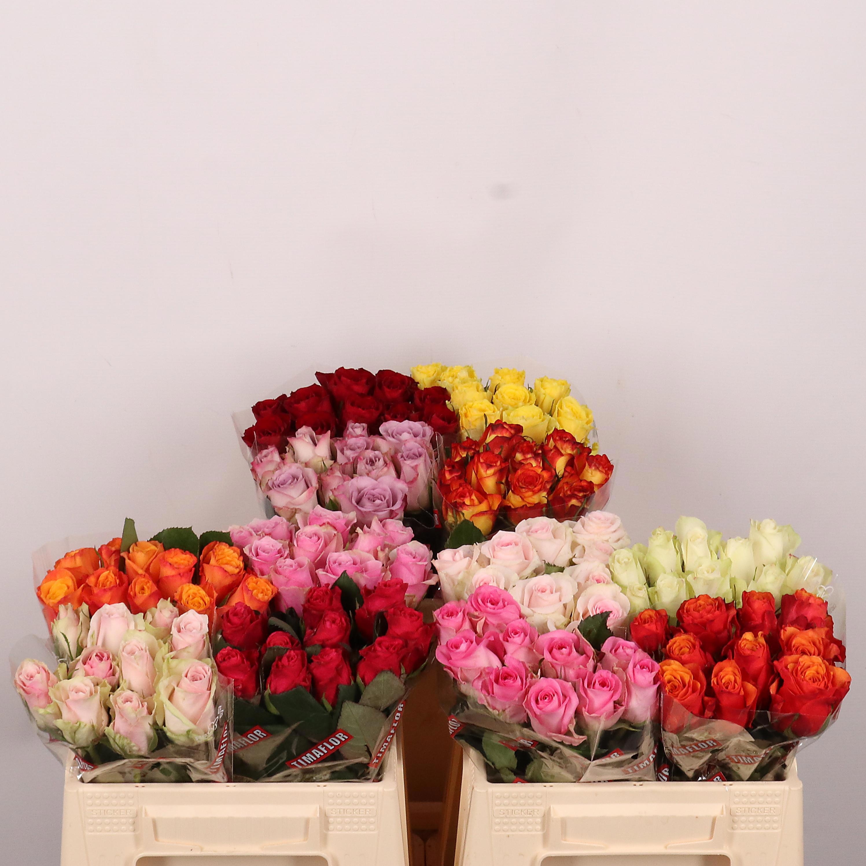 Rosa Mixed In Bucket 35cm