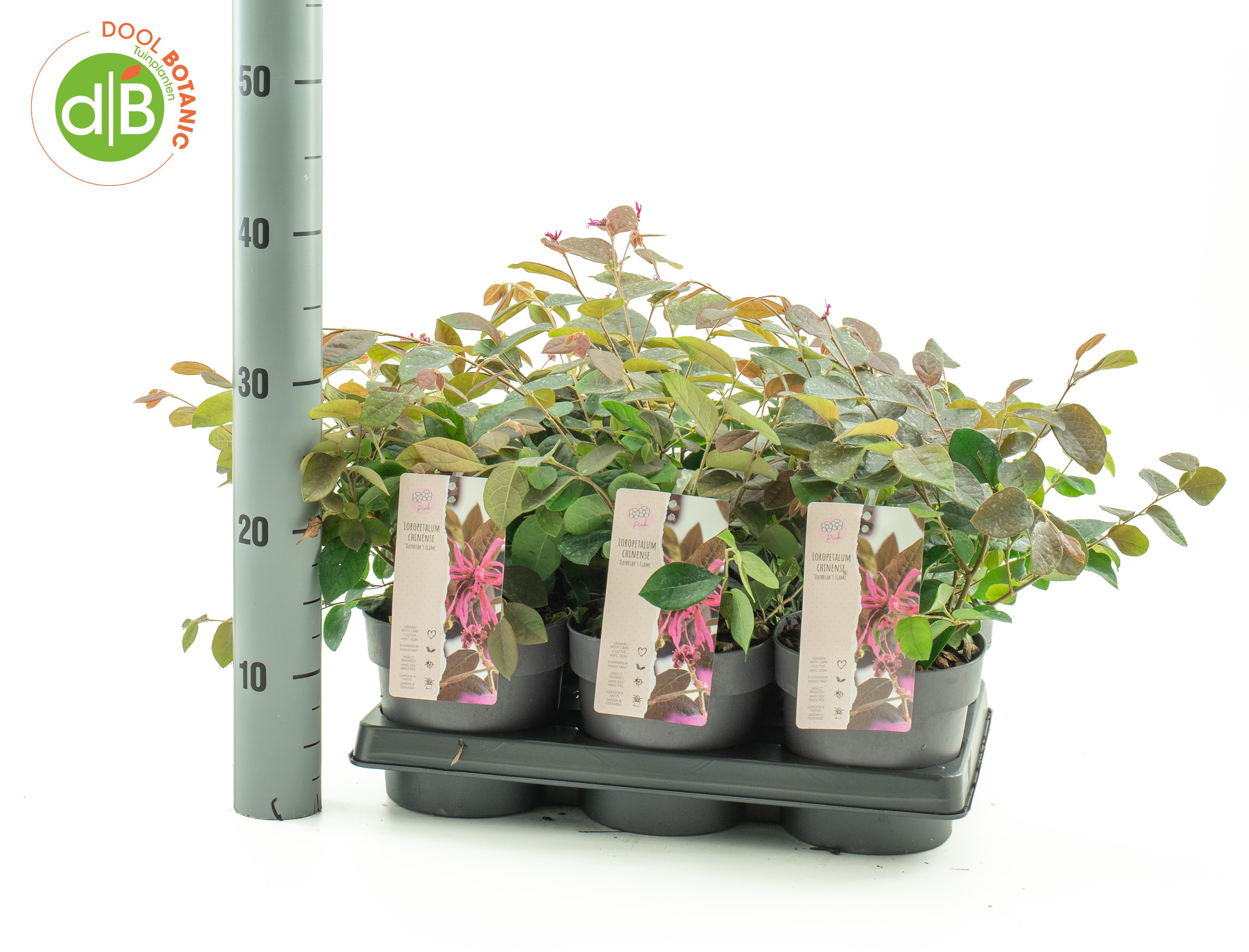 Loropetalum chin. 'Daybreak Flame'