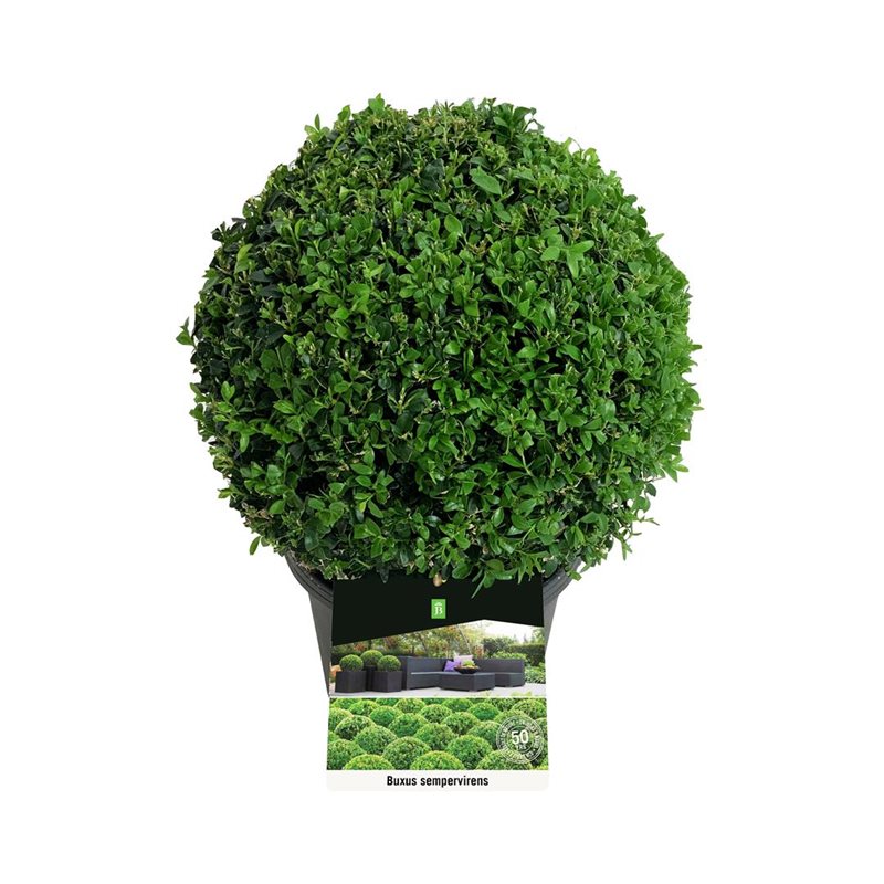 Picture of Buxus sempervirens