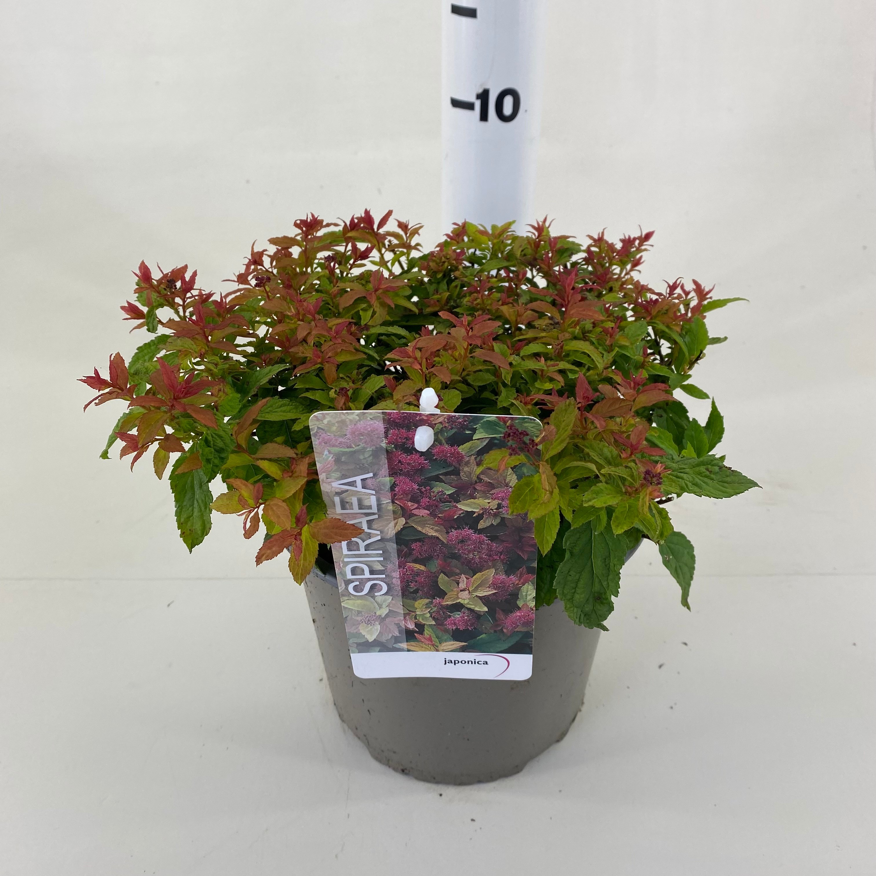 Picture of Spiraea bumalda Goldflame P19 (3 Ltr)