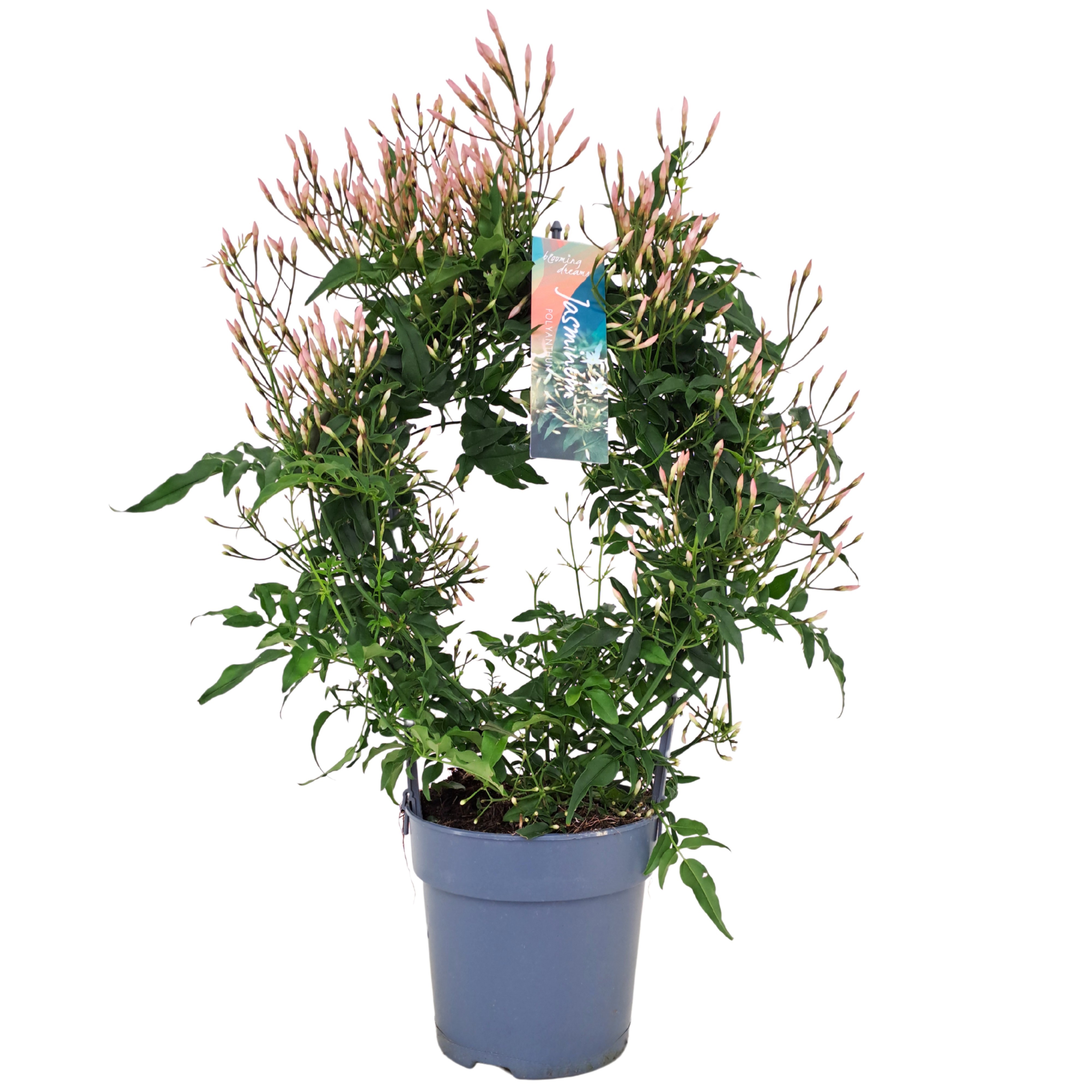 Jasminum boog 300 knop (Jasmijn)