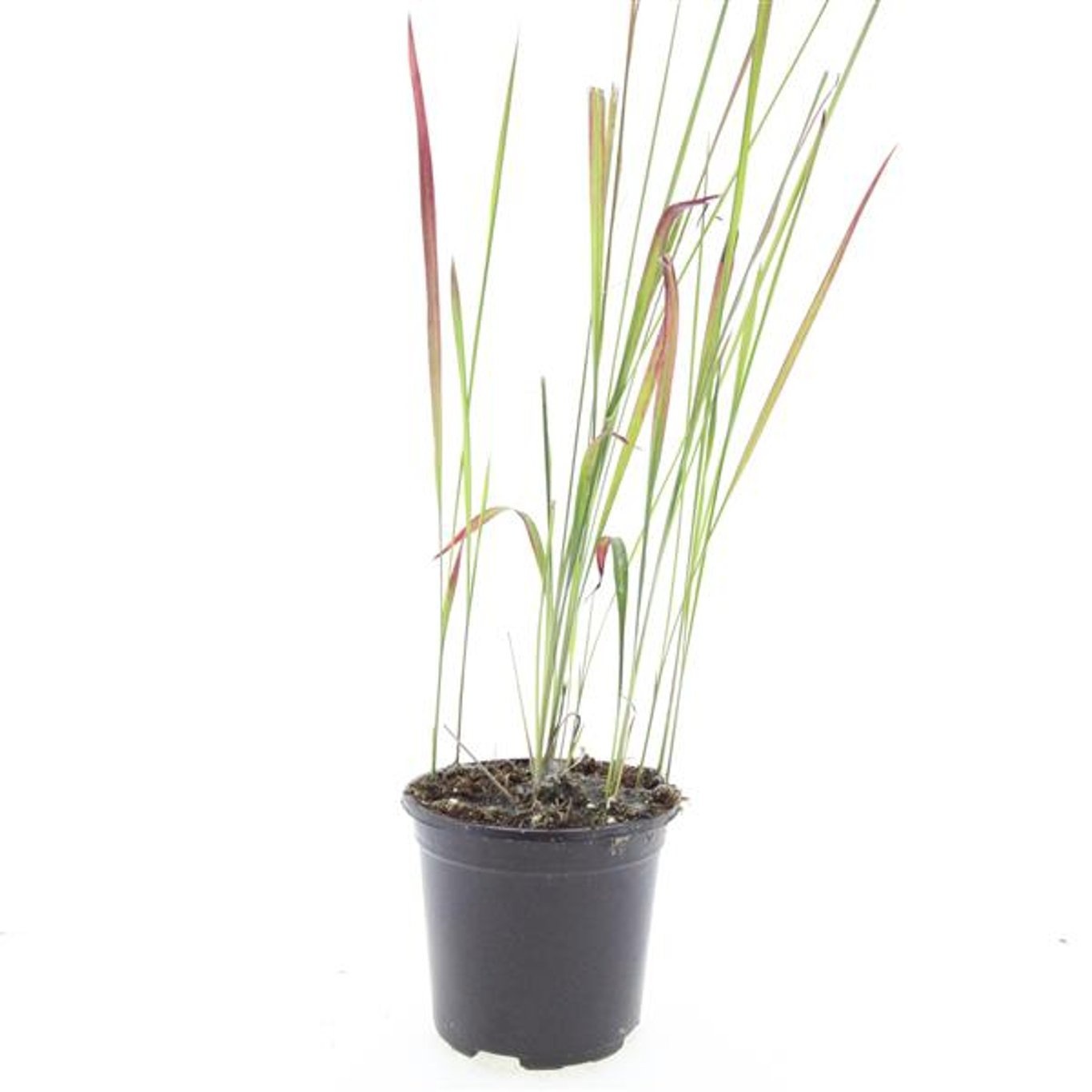 Imperata cylindrica 'Red Baron'