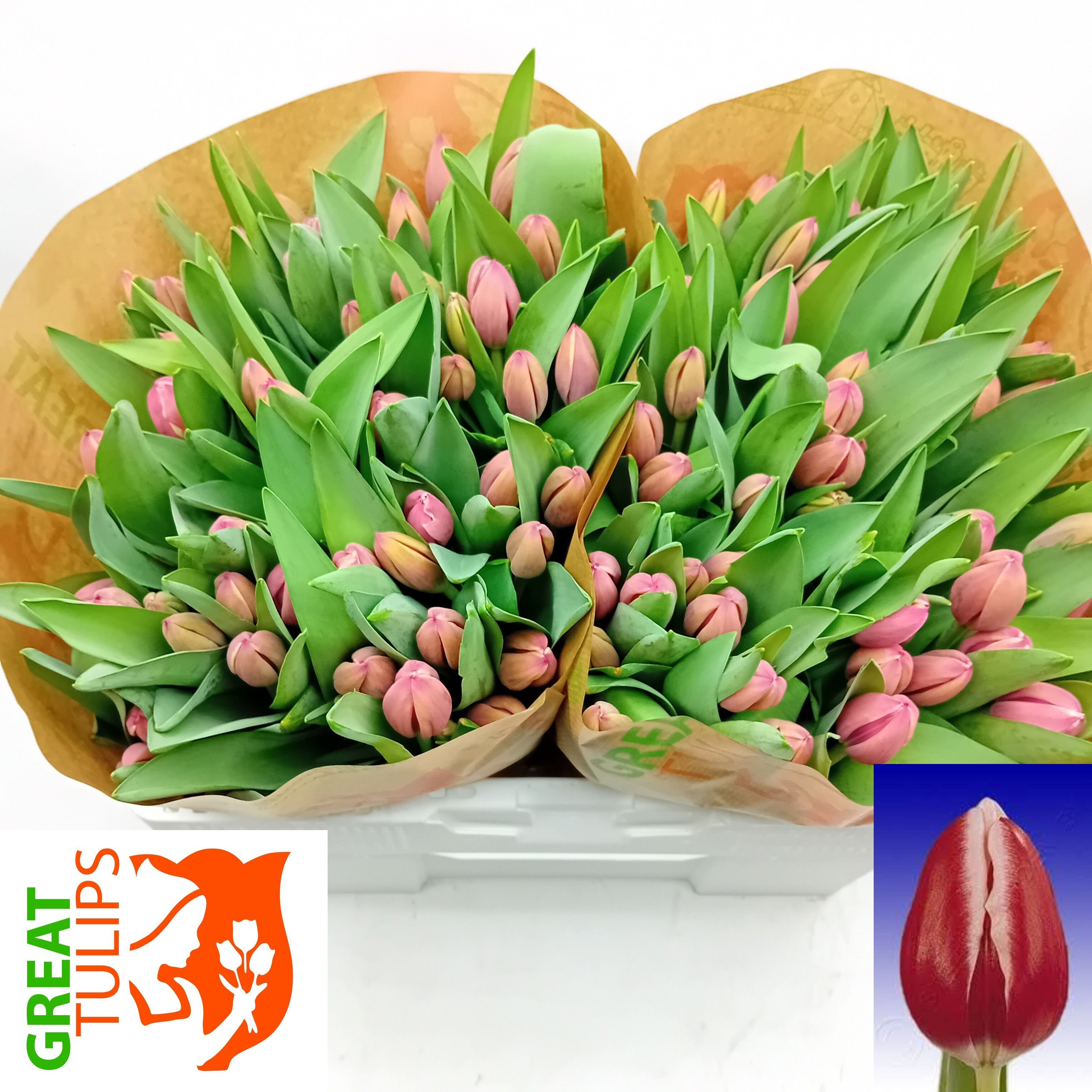 Tulipa Furand 36cm 34gram