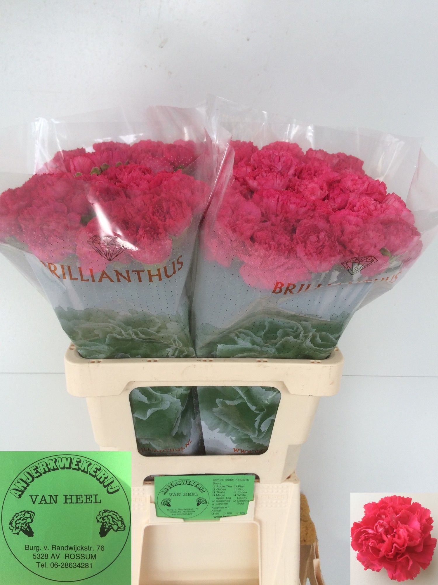 Dianthus St Kirsi 60cm