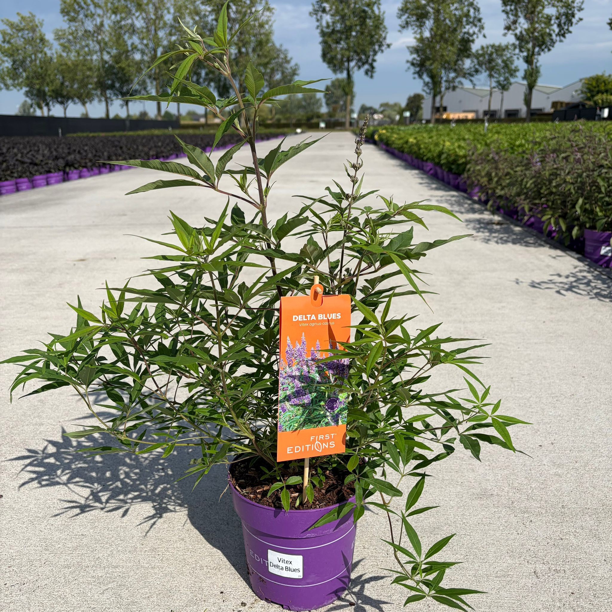 Vitex agnus-castus Delta Blues ('Piivac-I)