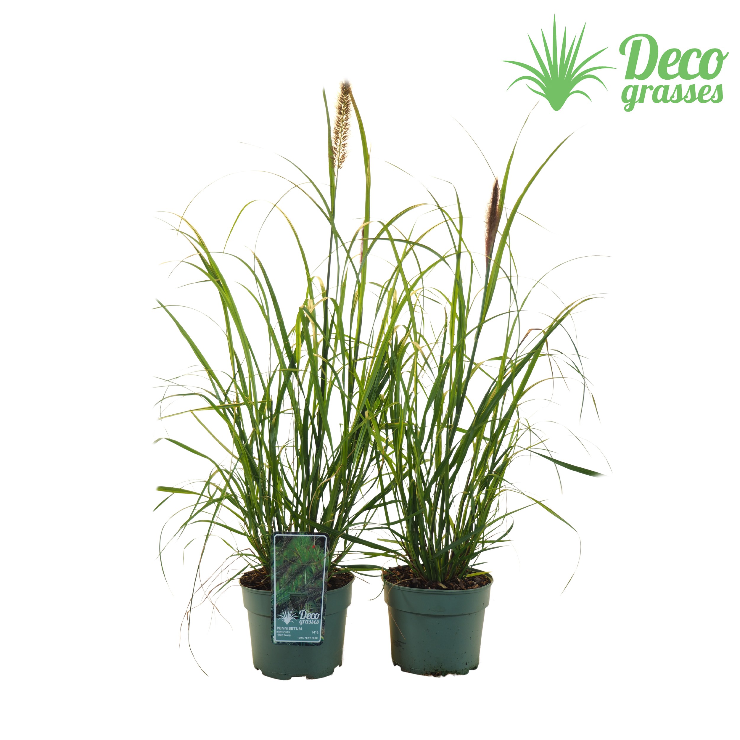 Picture of Pennisetum alopecuroides Black Beauty ( PEAT FREE ) P19 (3 Ltr)