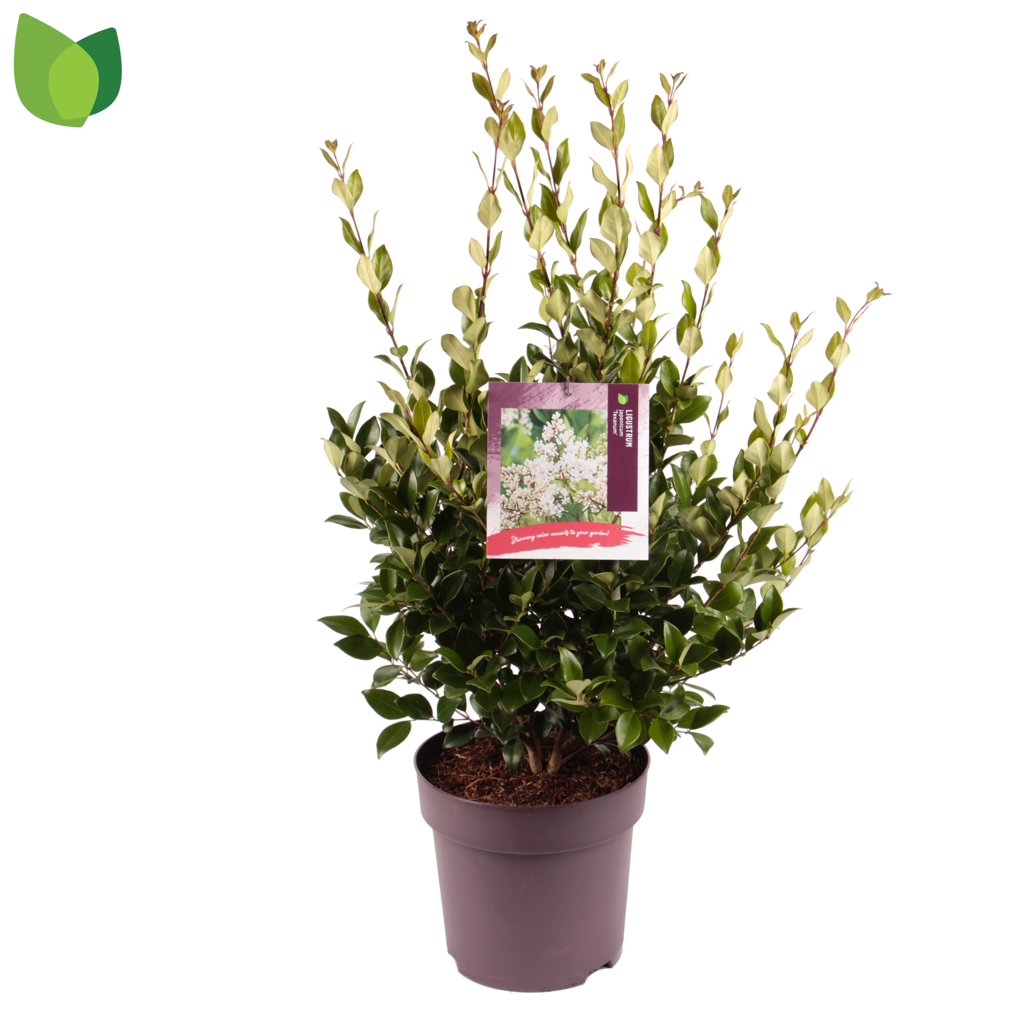 Picture of Ligustrum japonicum Texanum P29 (10 Ltr) (LOOSE)