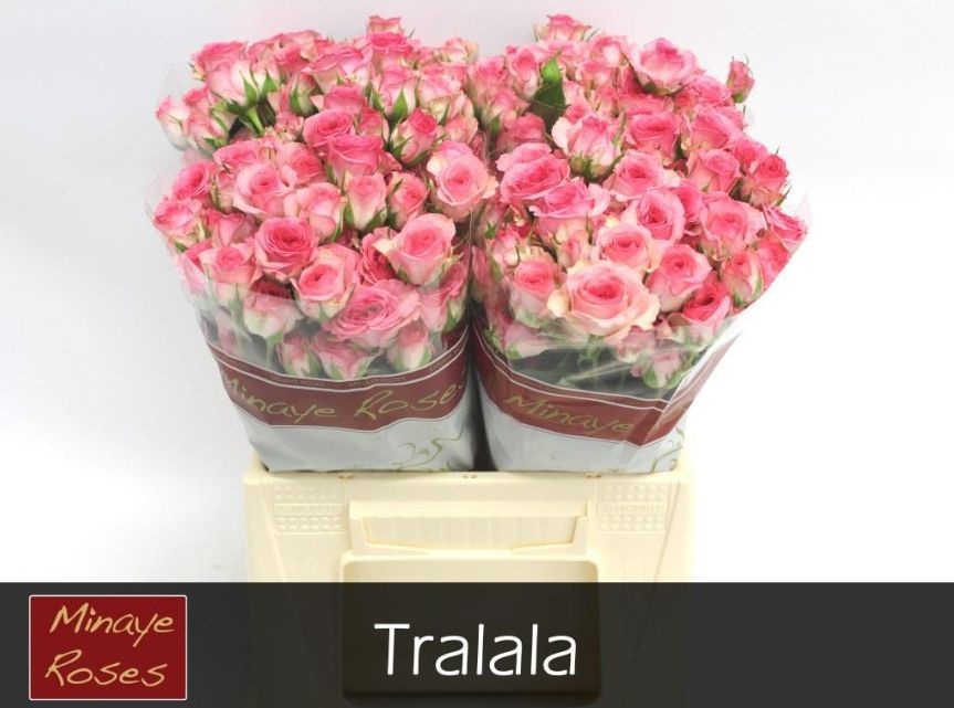 Rosa Spr Tralala 40cm