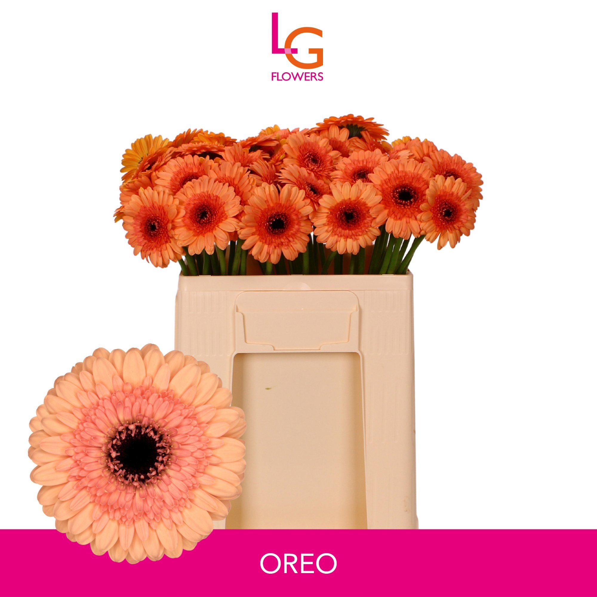 Gerbera Mini Oreo