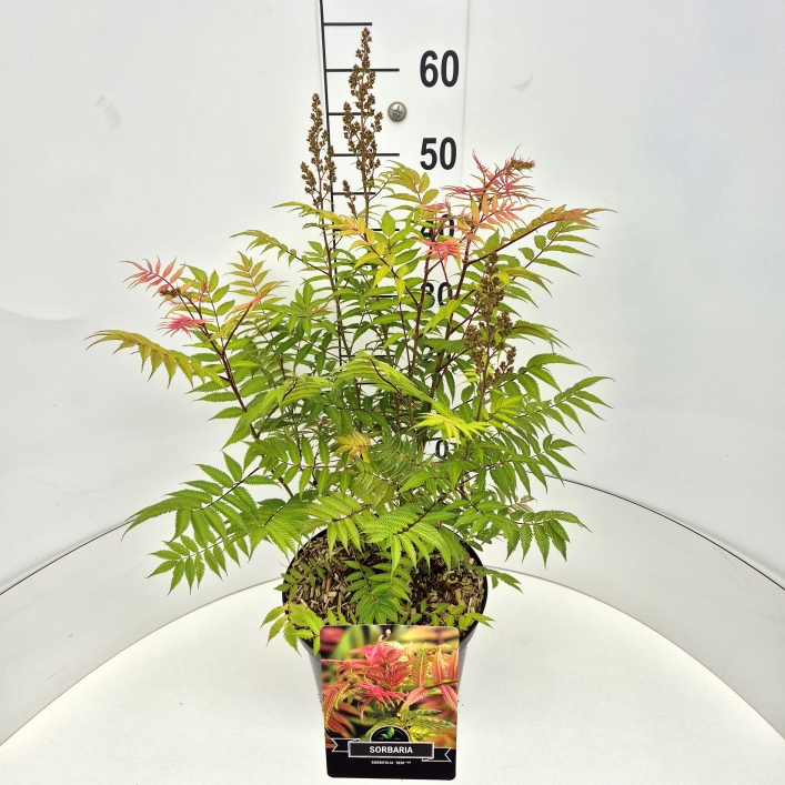 Picture of Sorbaria sorbif. Sem P29 (10 Ltr) 40/60CM (LOOSE)