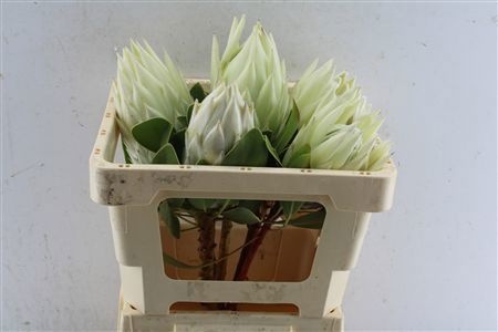Protea Cy Arctic Ice 50cm