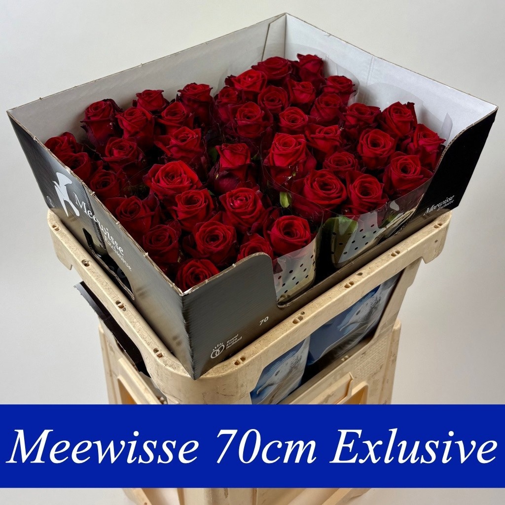 Rosa Red Naomi 70cm
