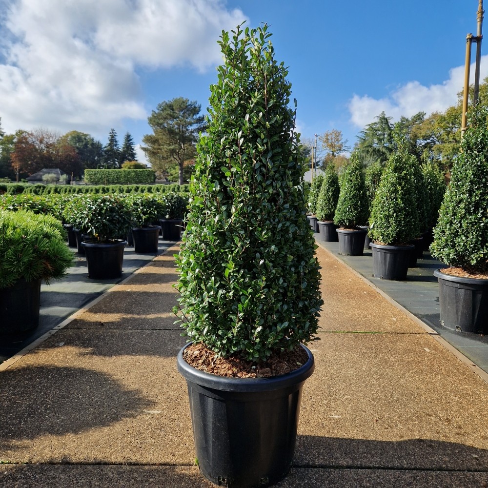 Picture of Ilex crenata Caroline Upright C25 80/+ (LOOSE)