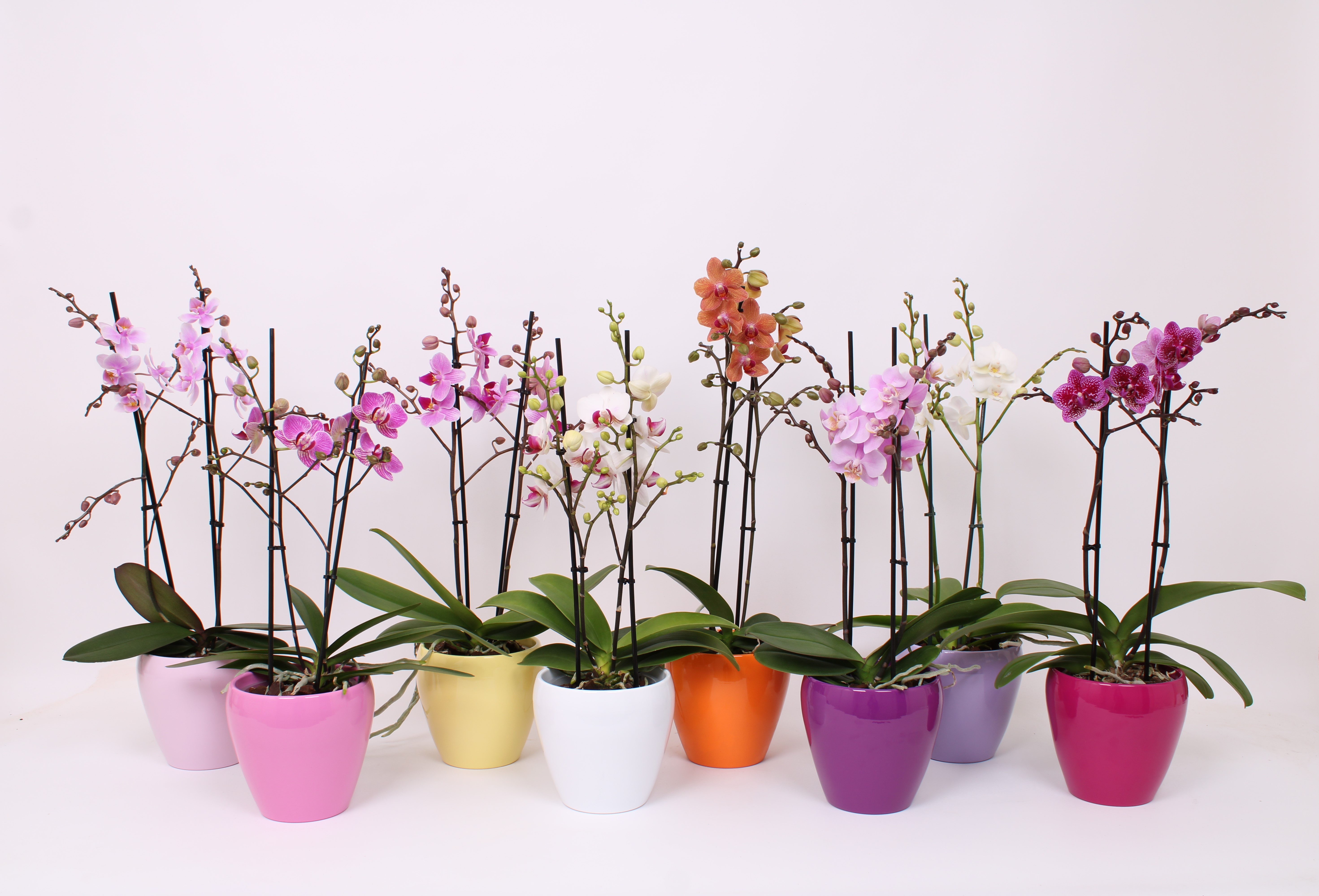 Picture of Phalaenopsis hybrid multi varieties in Sofia ceramic P12 2 spikes branched 30+ flowers height 39 cm