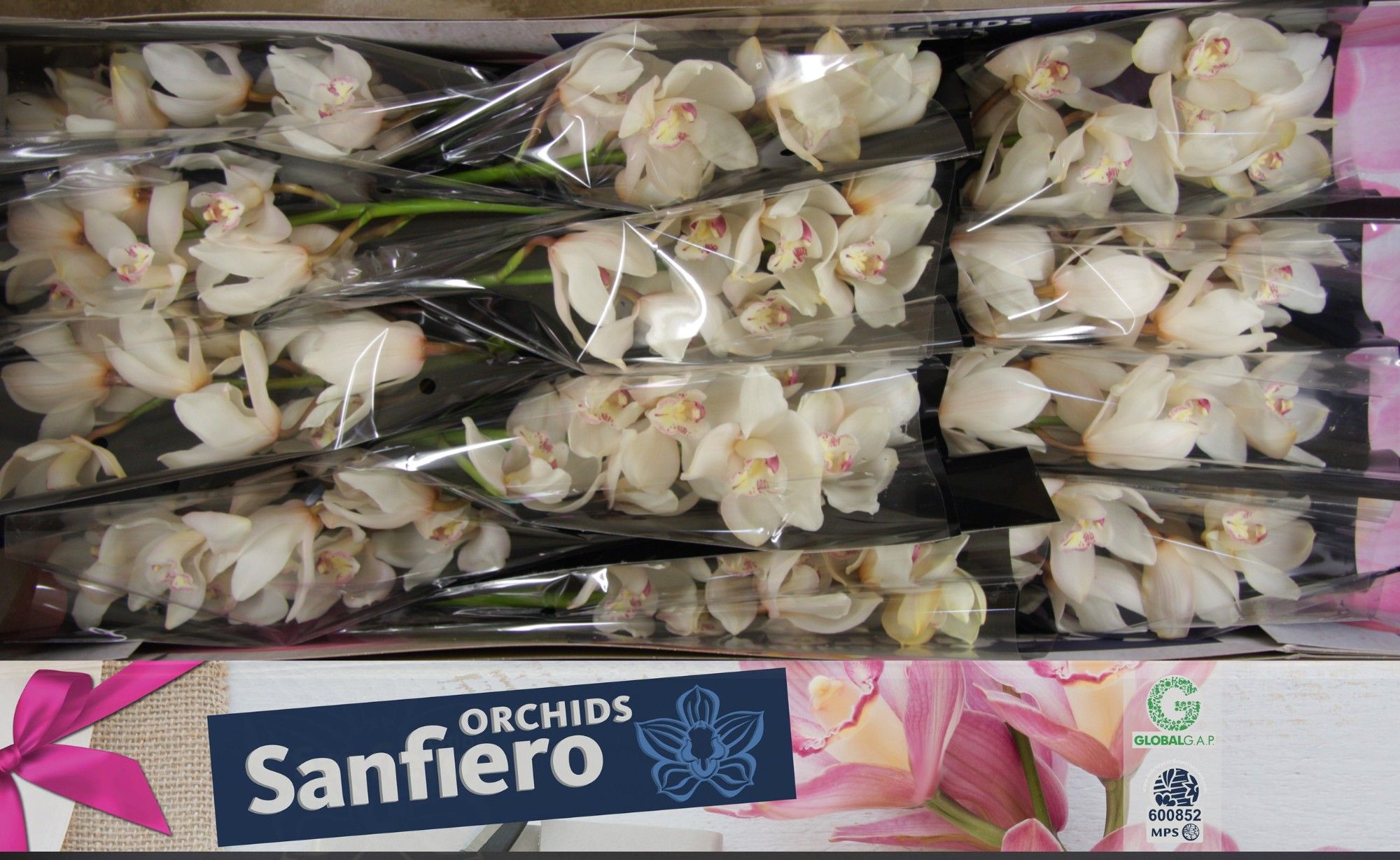 Cymbidium Antonella 90 5/8bl