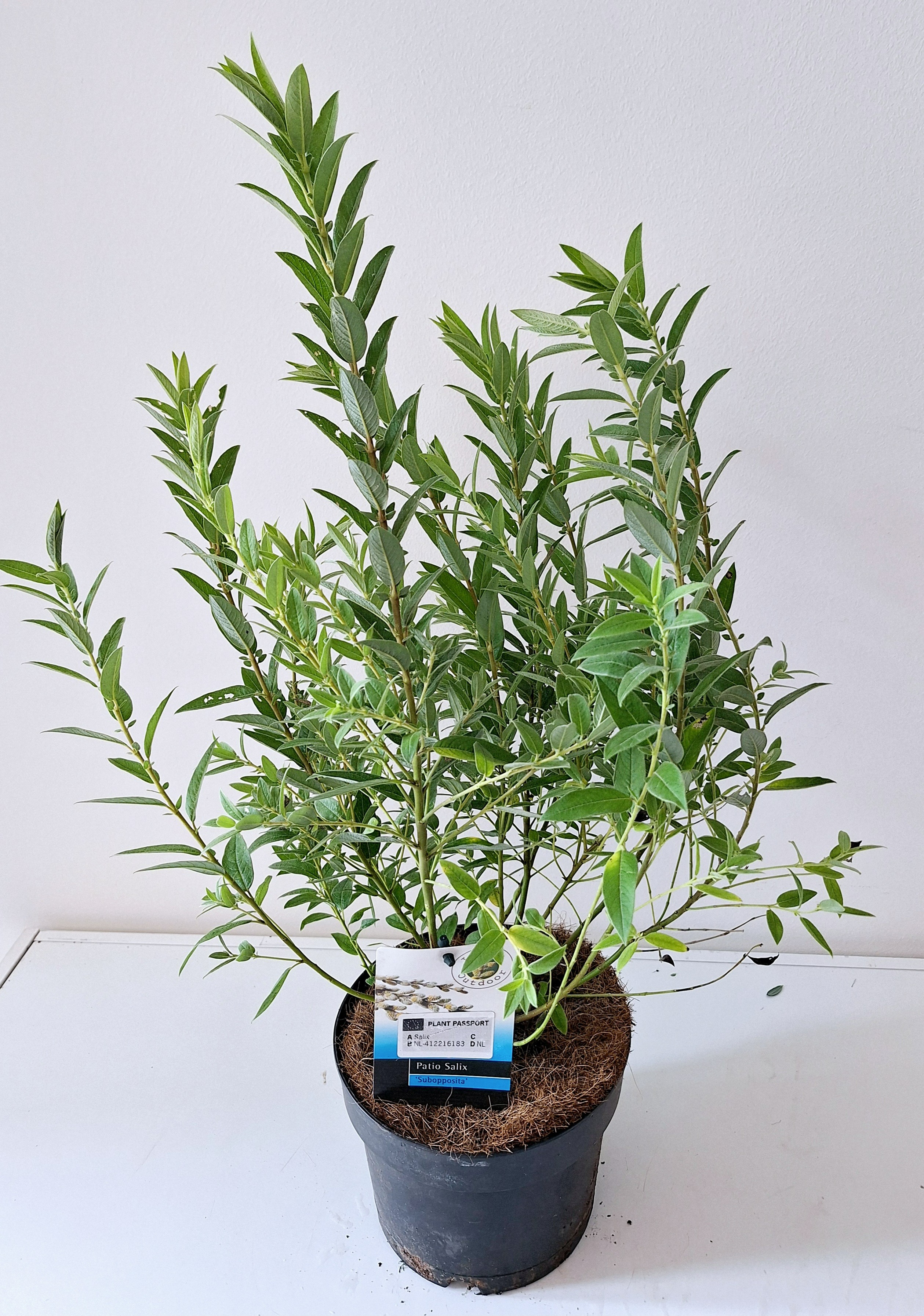 Picture of Salix Subopposita Bush P17