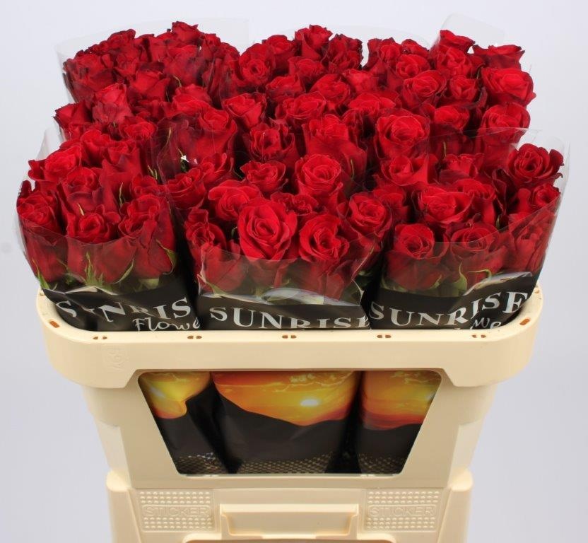Rosa Freedom 70cm