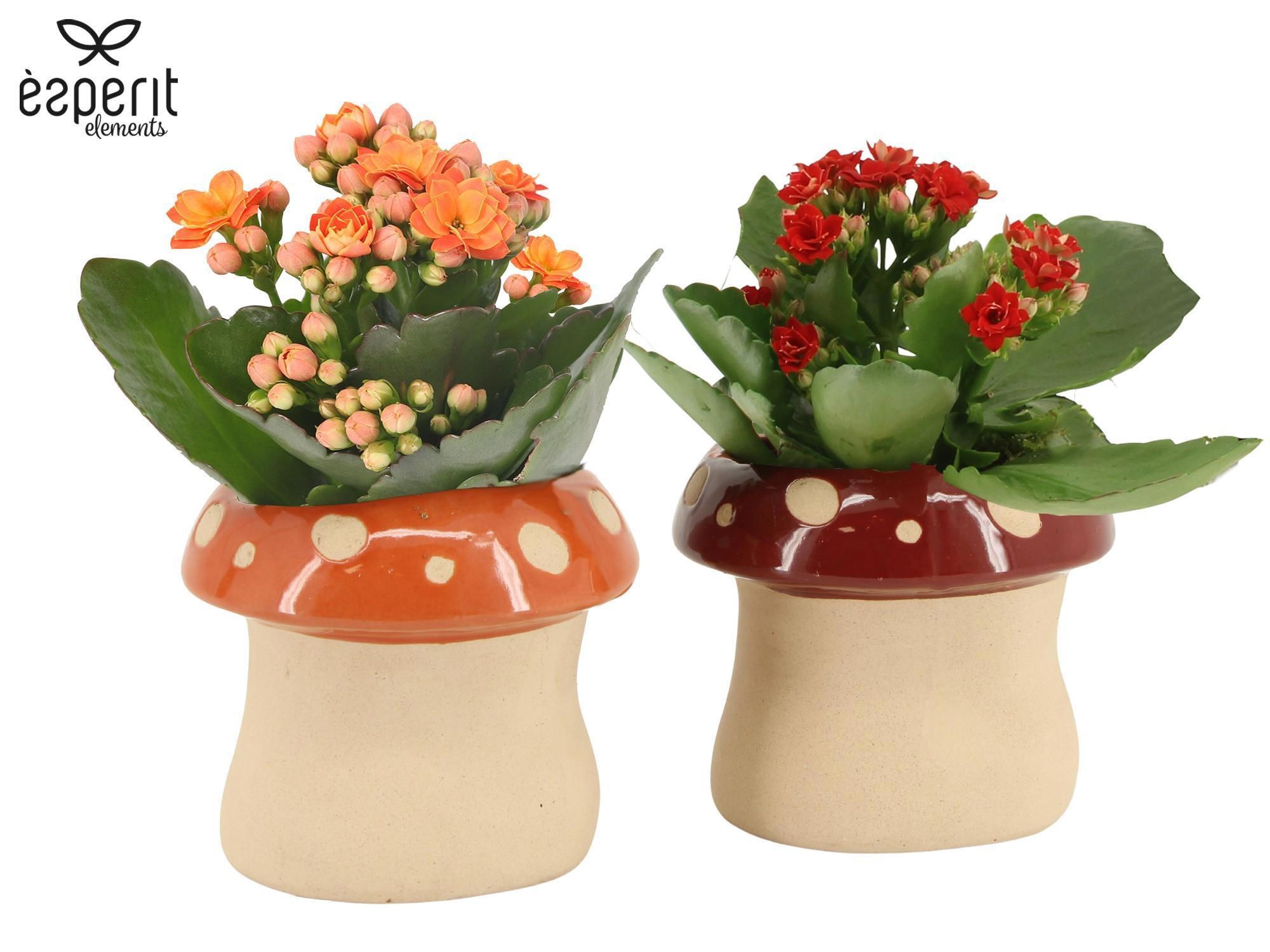7504388: Recreate Kalanchoe