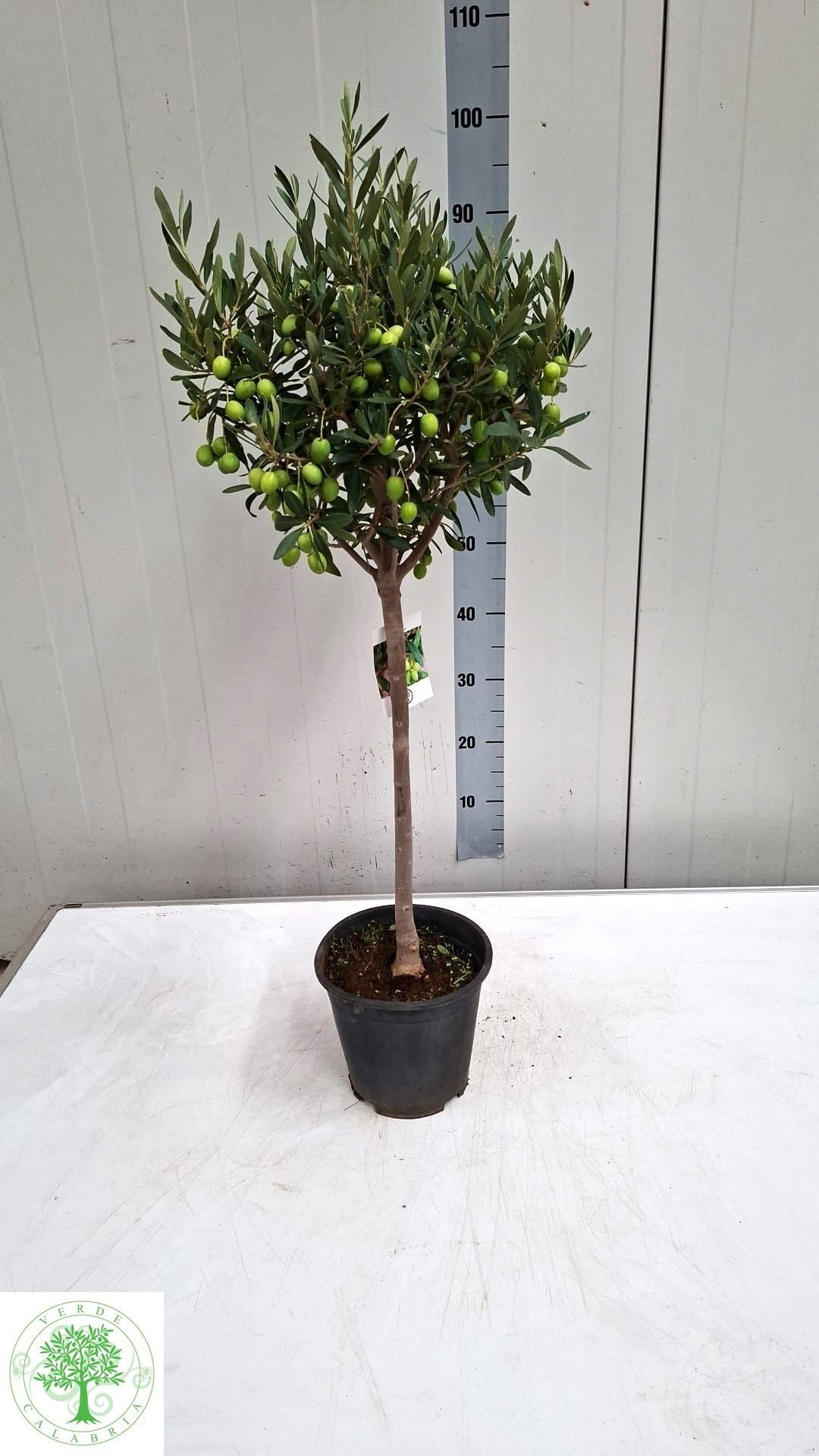 Olea Europaea 20Ø 100cm