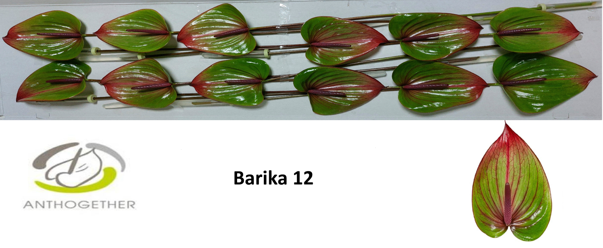 Anth A Barika