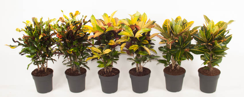 Picture of Codiaeum in varieties P21 60CM