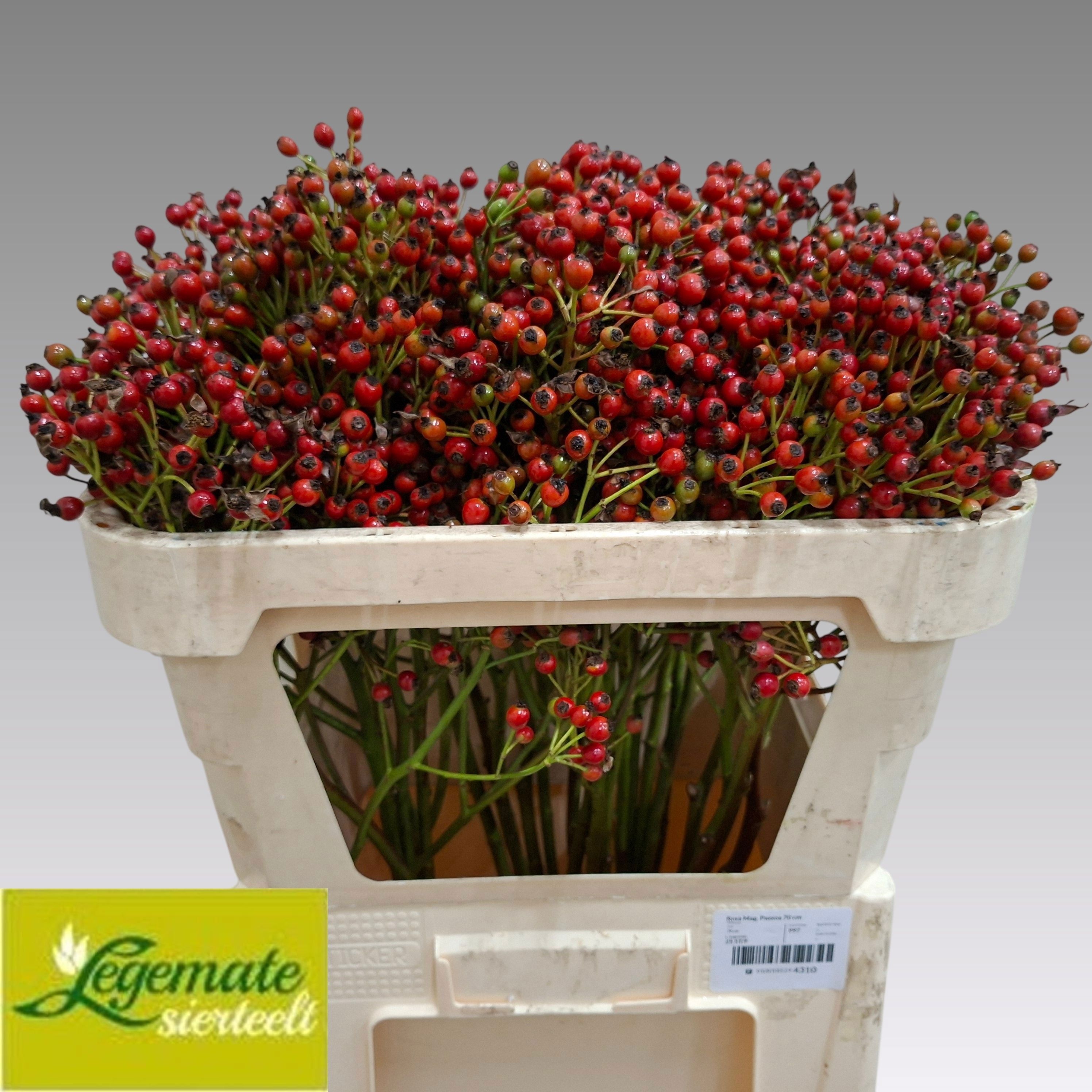 Rosa Passoa 70cm