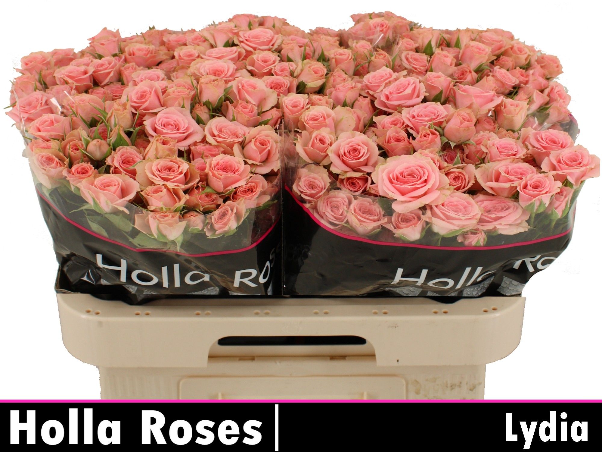 R Tr Lydia