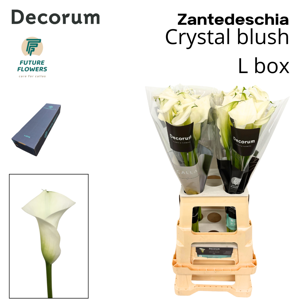 Zant Crystal Blush