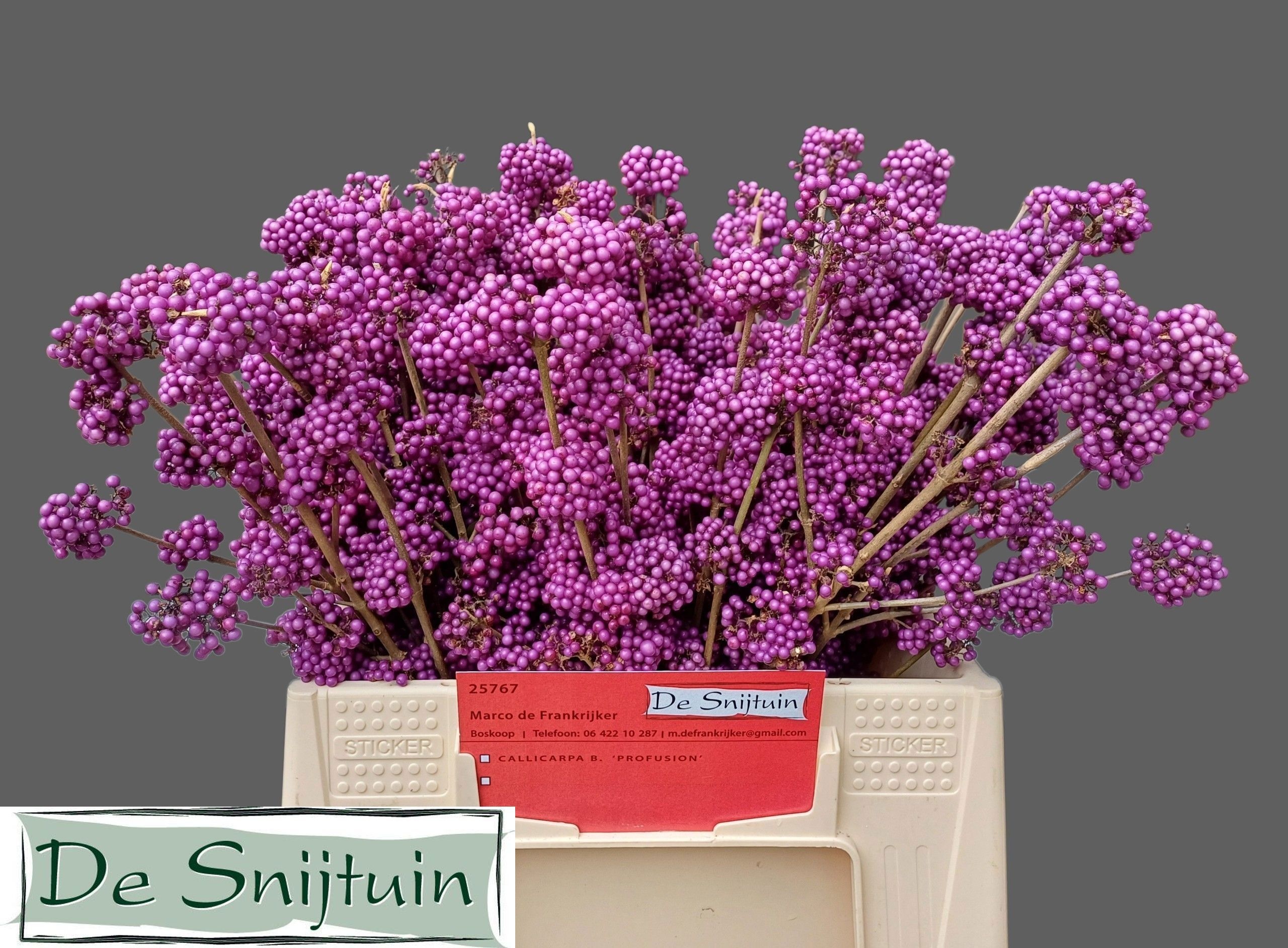 Callicarpa Bod Giraldi(imp) 40cm