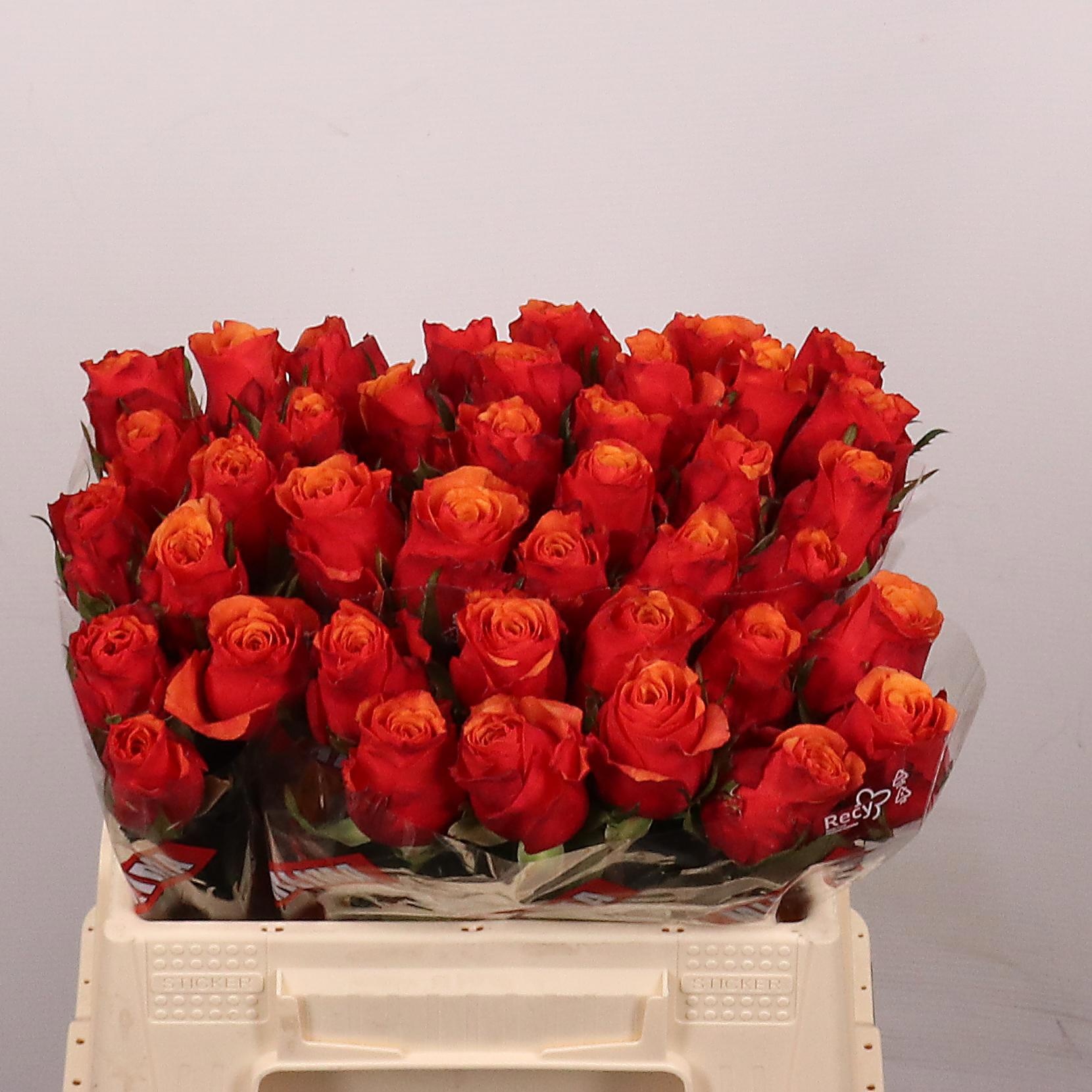 Rosa Espana 35cm