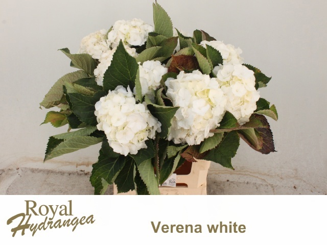 Hydrangea White Verena 60cm 16Ø