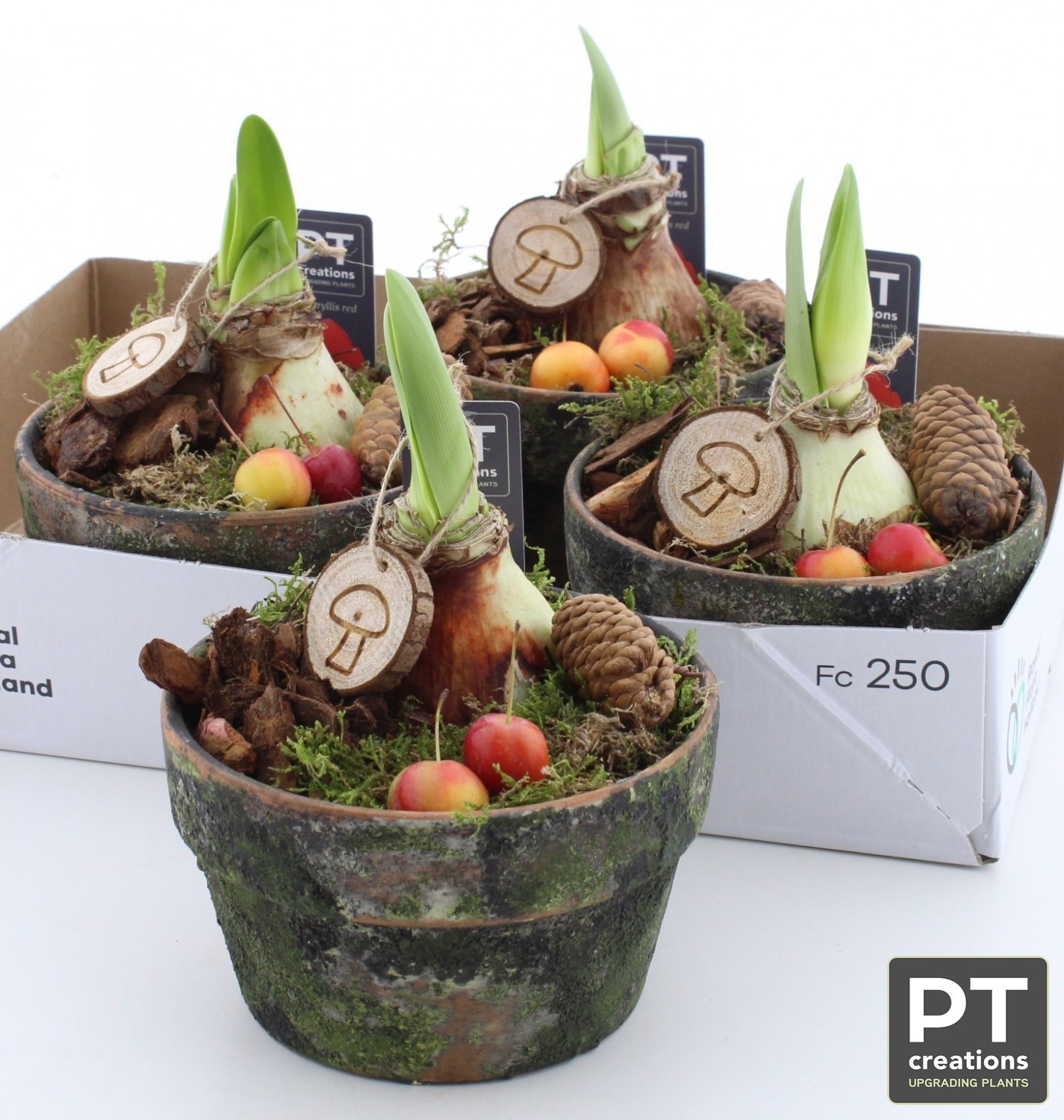 Arrangement Bulb 15Ø 19cm