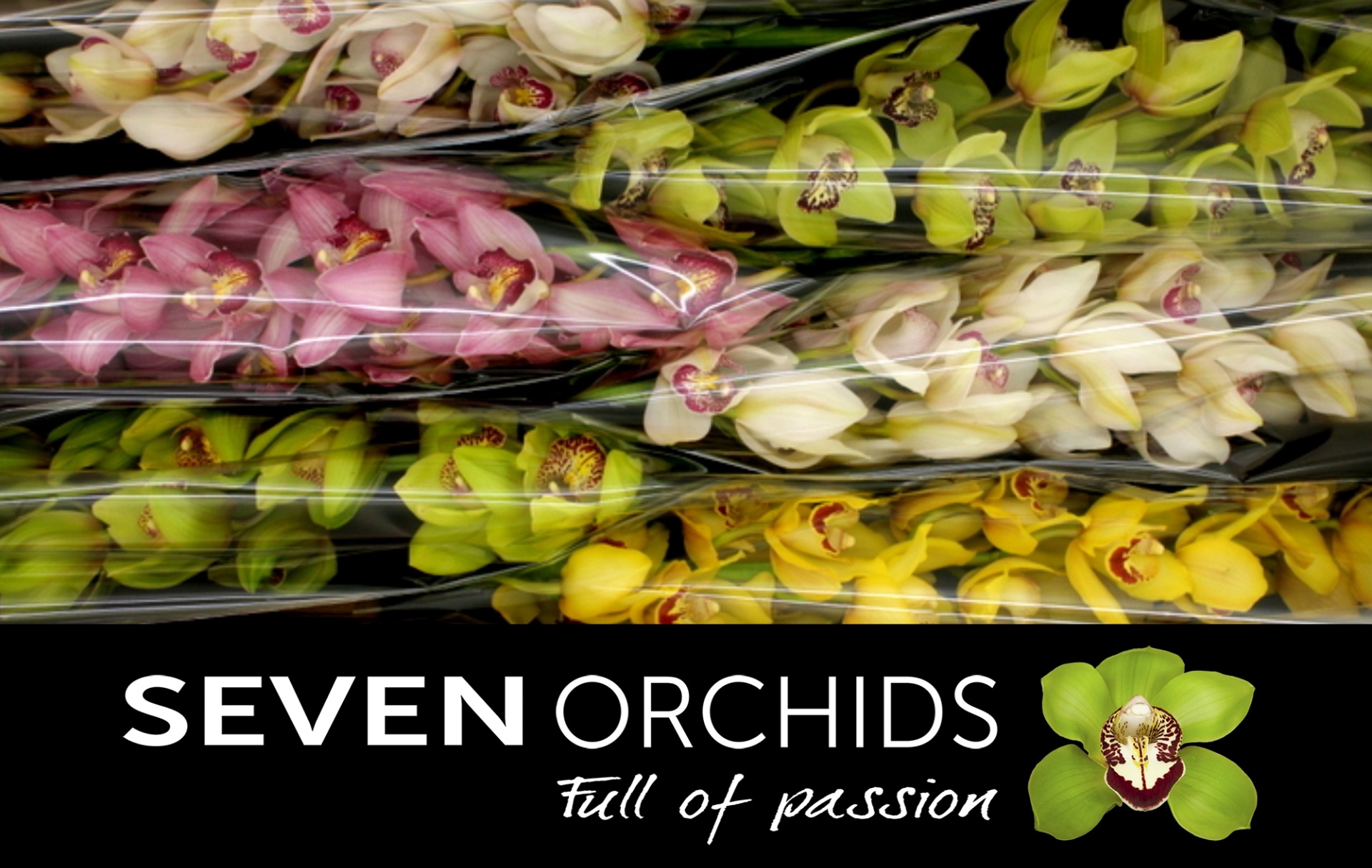Cymbidium Asst 13bl