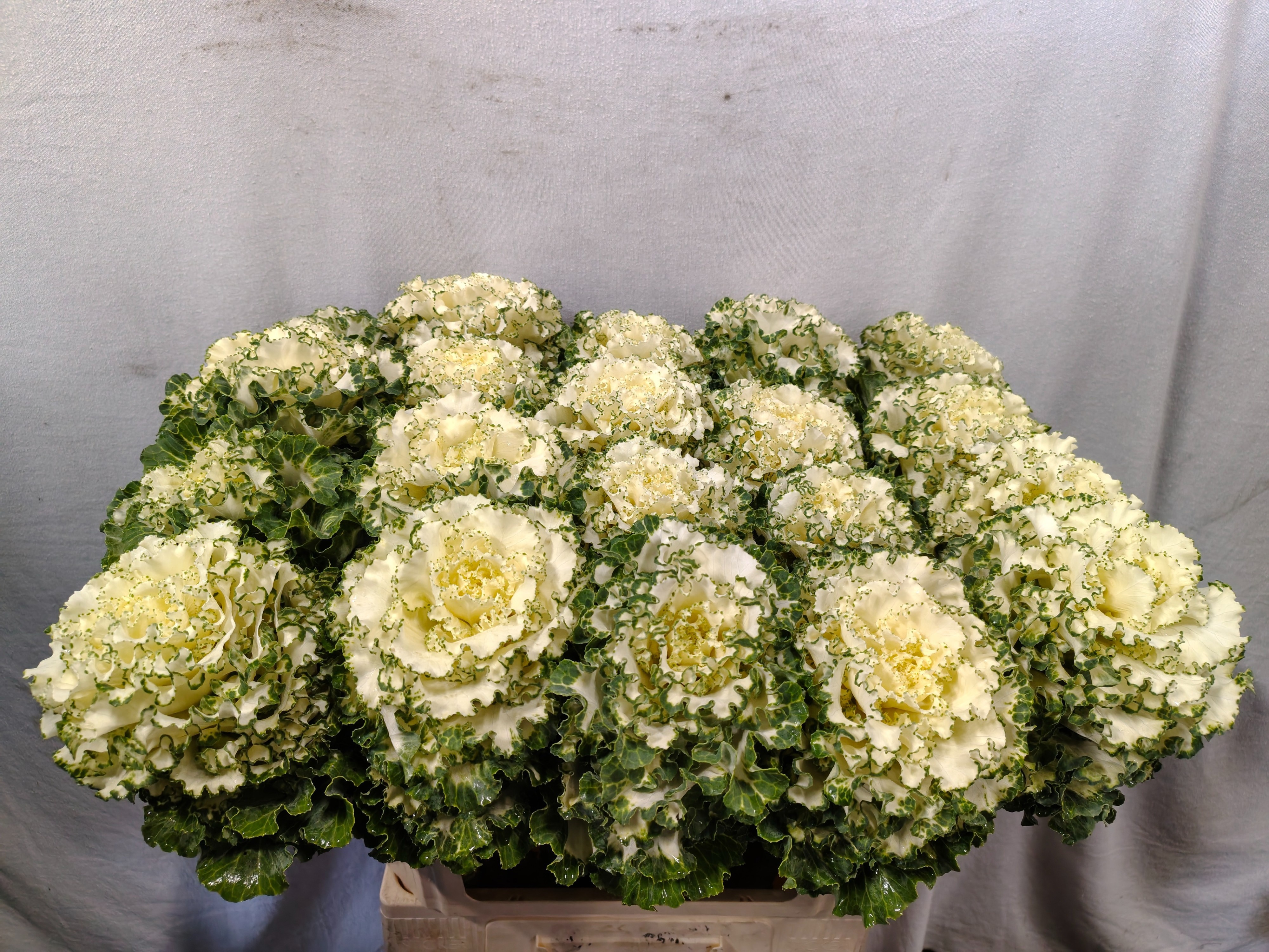 Brassica Crane Ruffle White 70cm