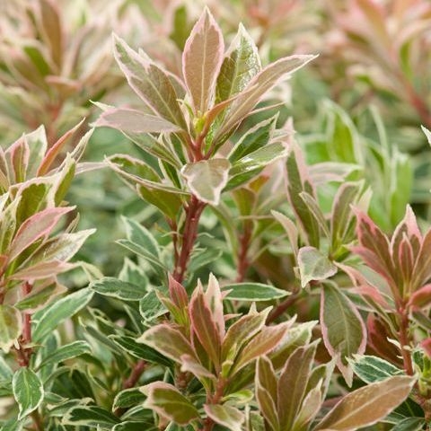 Picture of Pieris jap. ‘Little Frosty’ PBR